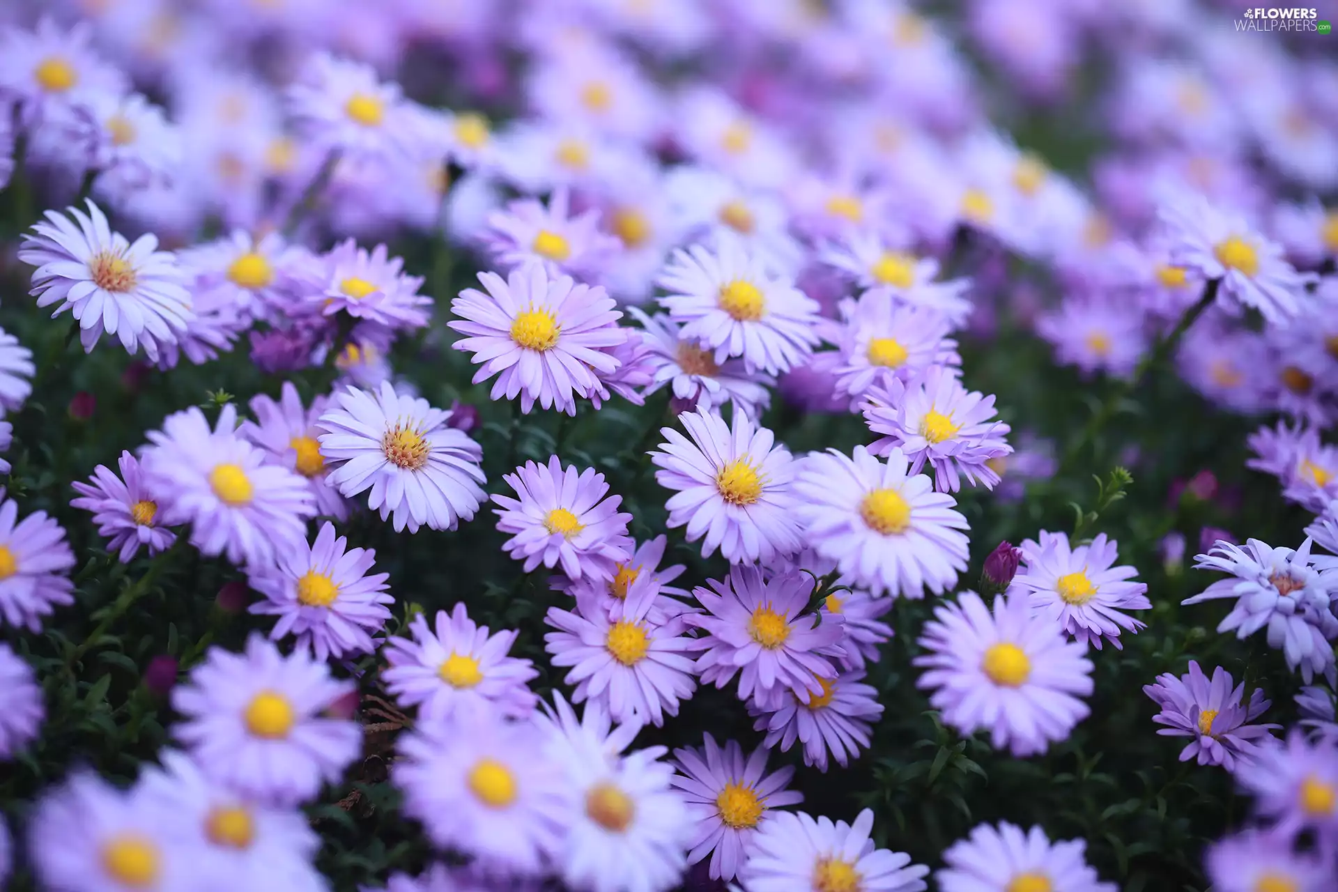 clump, Astra, Flowers