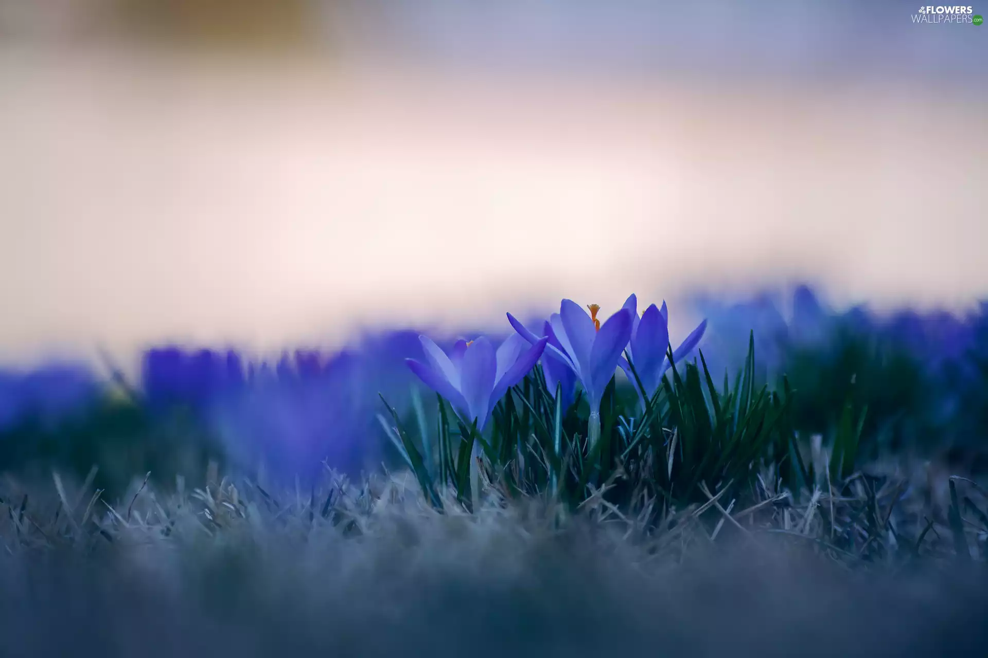 blurry background, crocuses, cluster