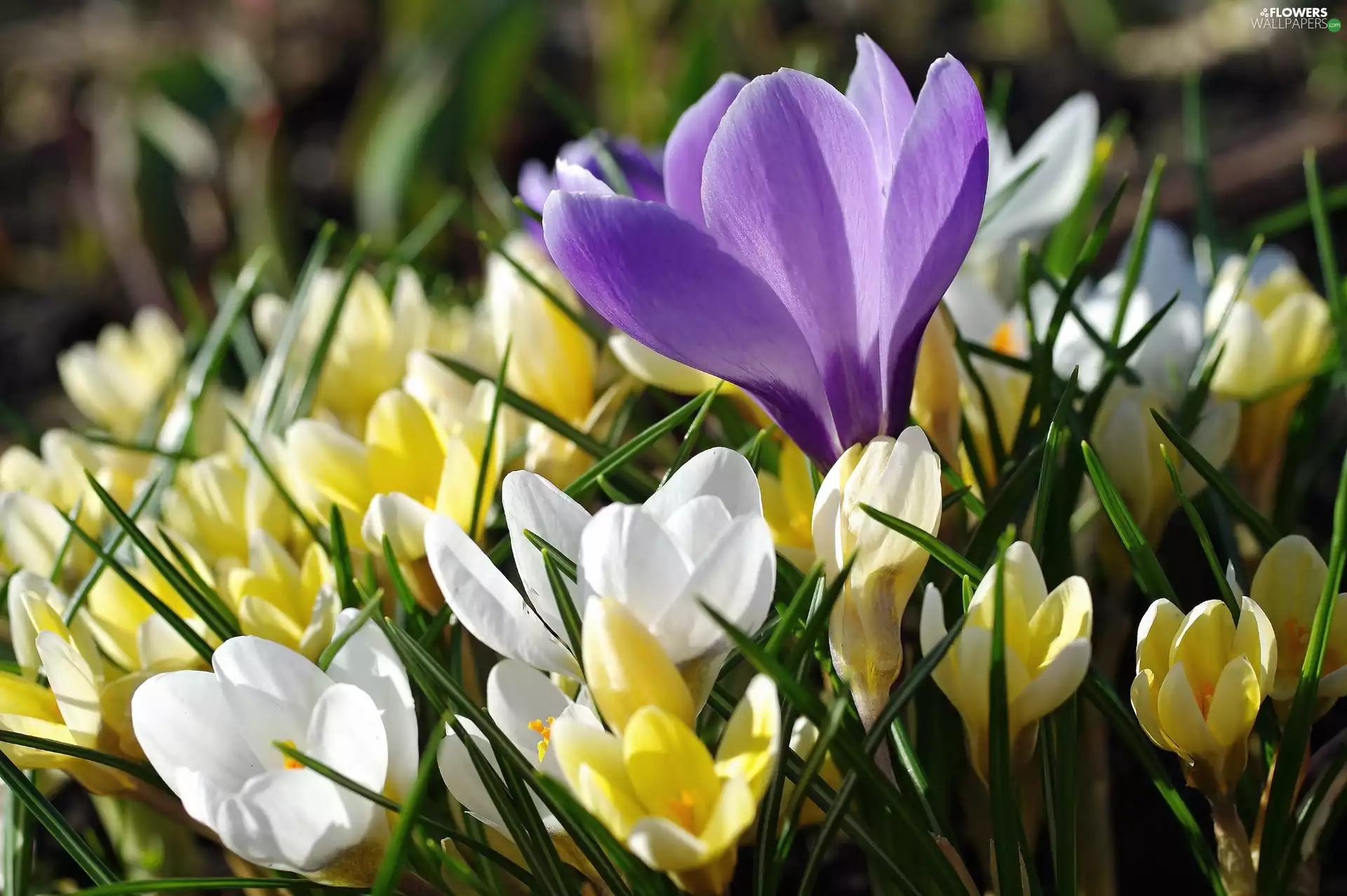 cluster, color, crocuses
