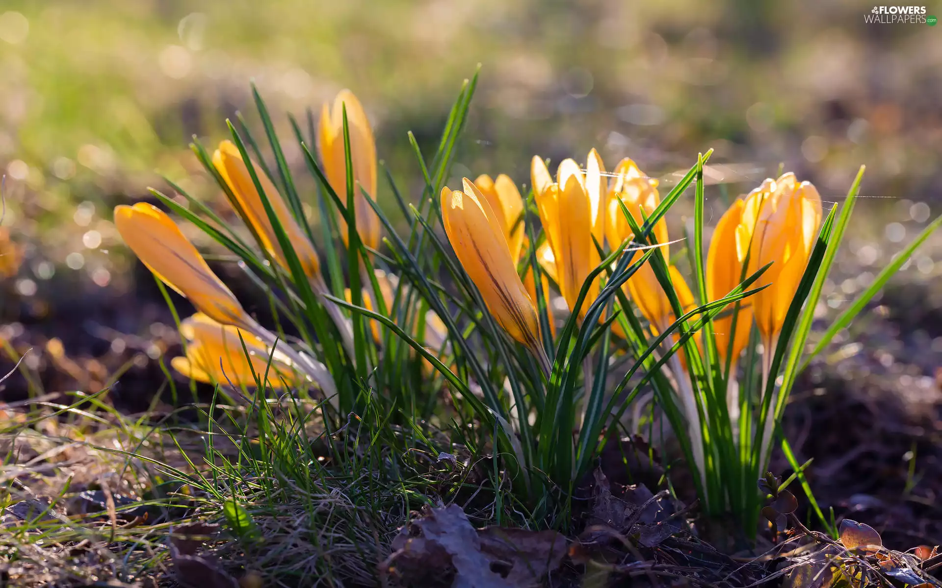 cluster, Yellow, crocuses