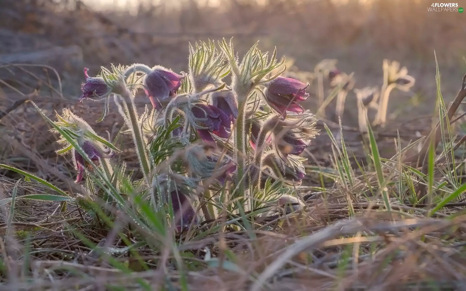 Flowers, pasque, grass, cluster