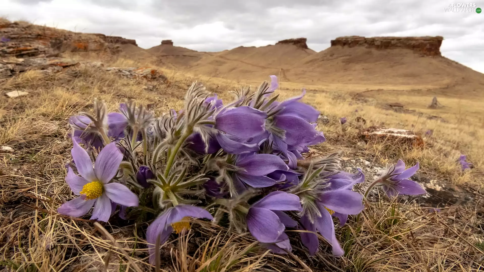 cluster, pasque, grass
