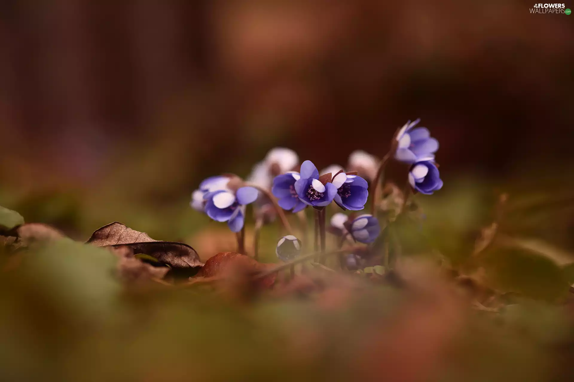 Liverworts, purple, Flowers, cluster