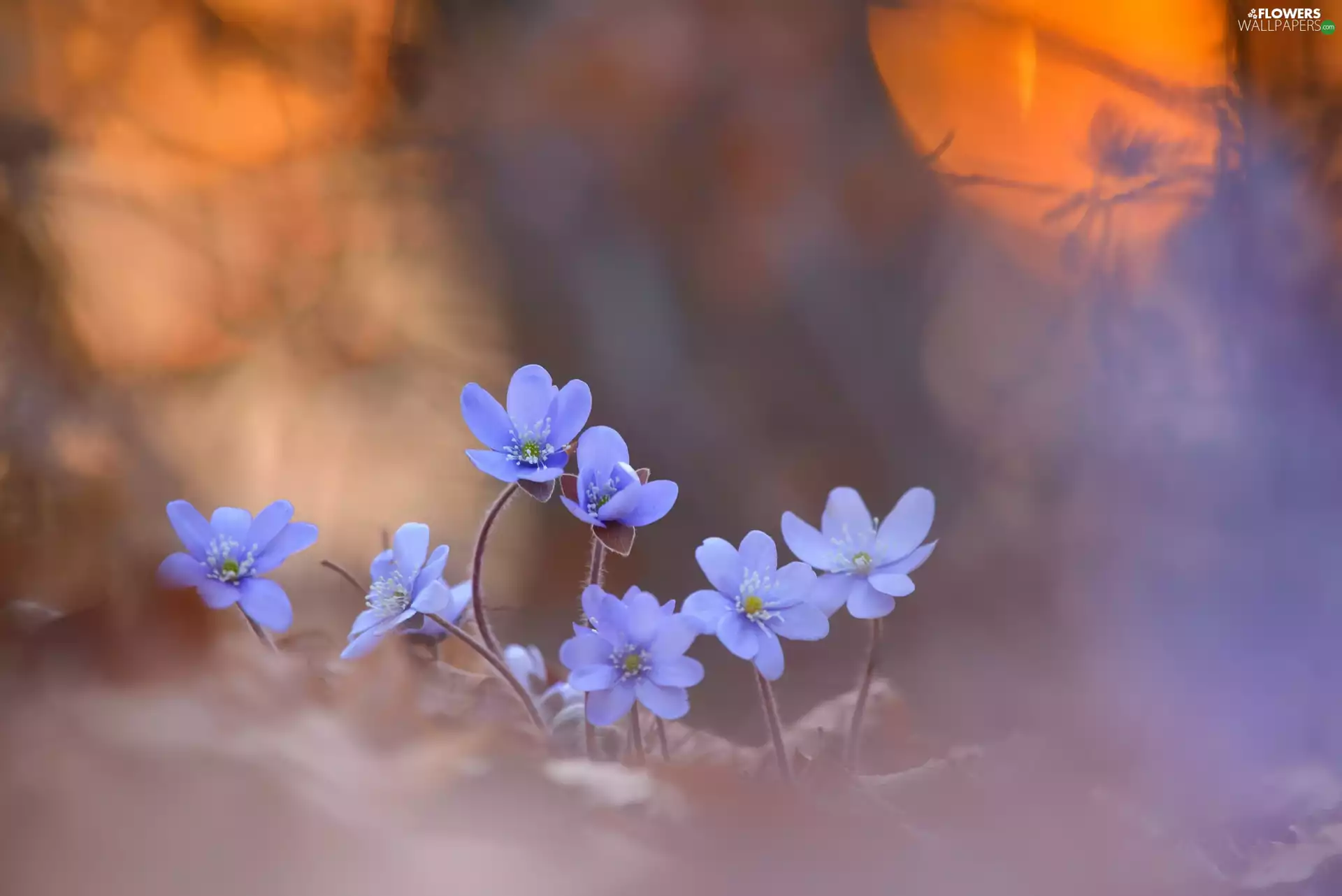 cluster, Flowers, Liverworts