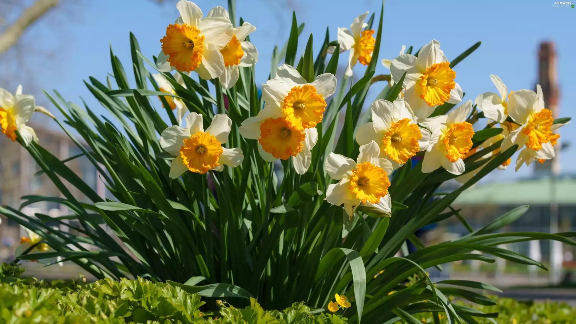 cluster, Flowers, narcissus