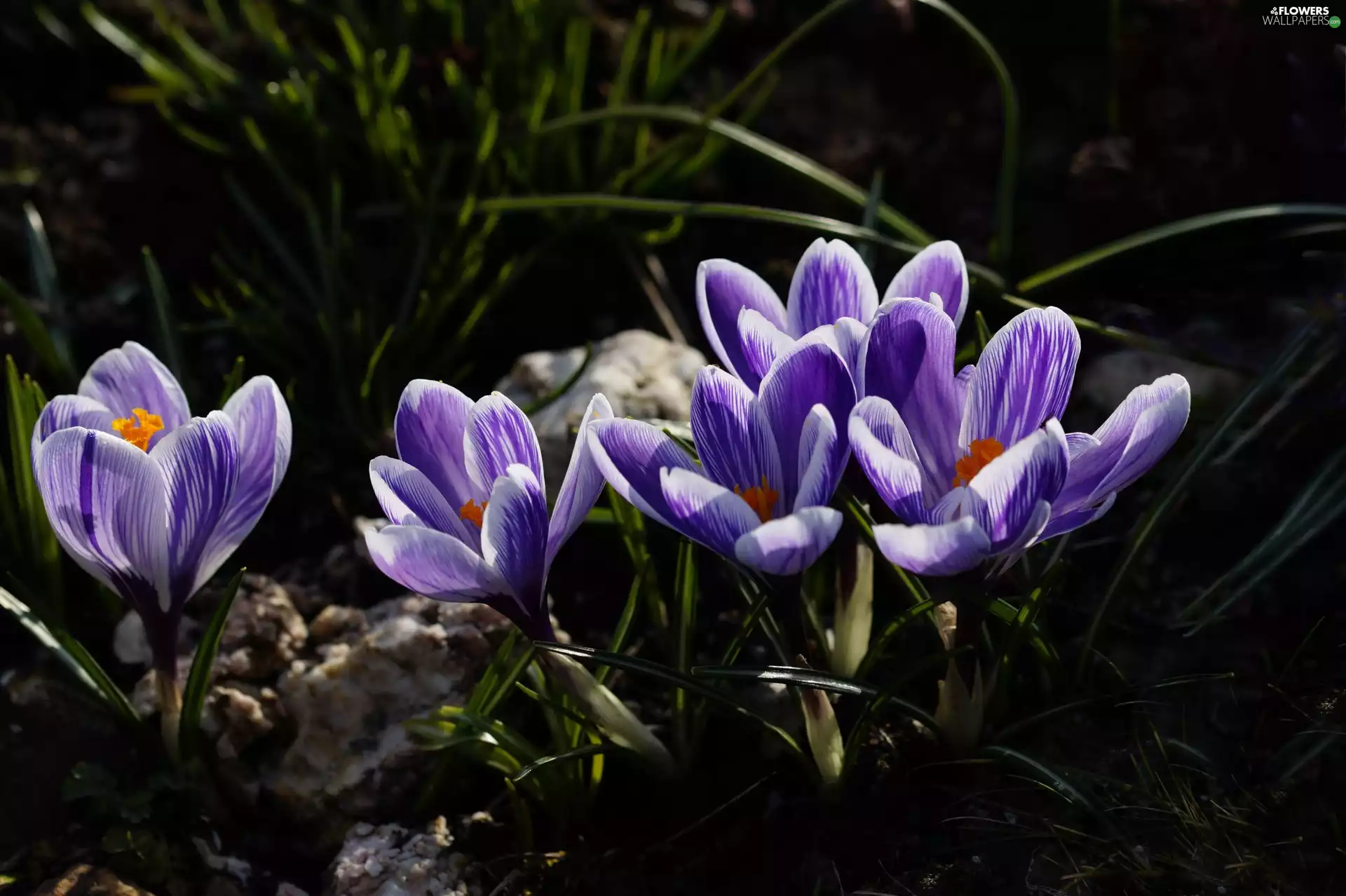 grass, cluster, purple, crocuses, Flowers