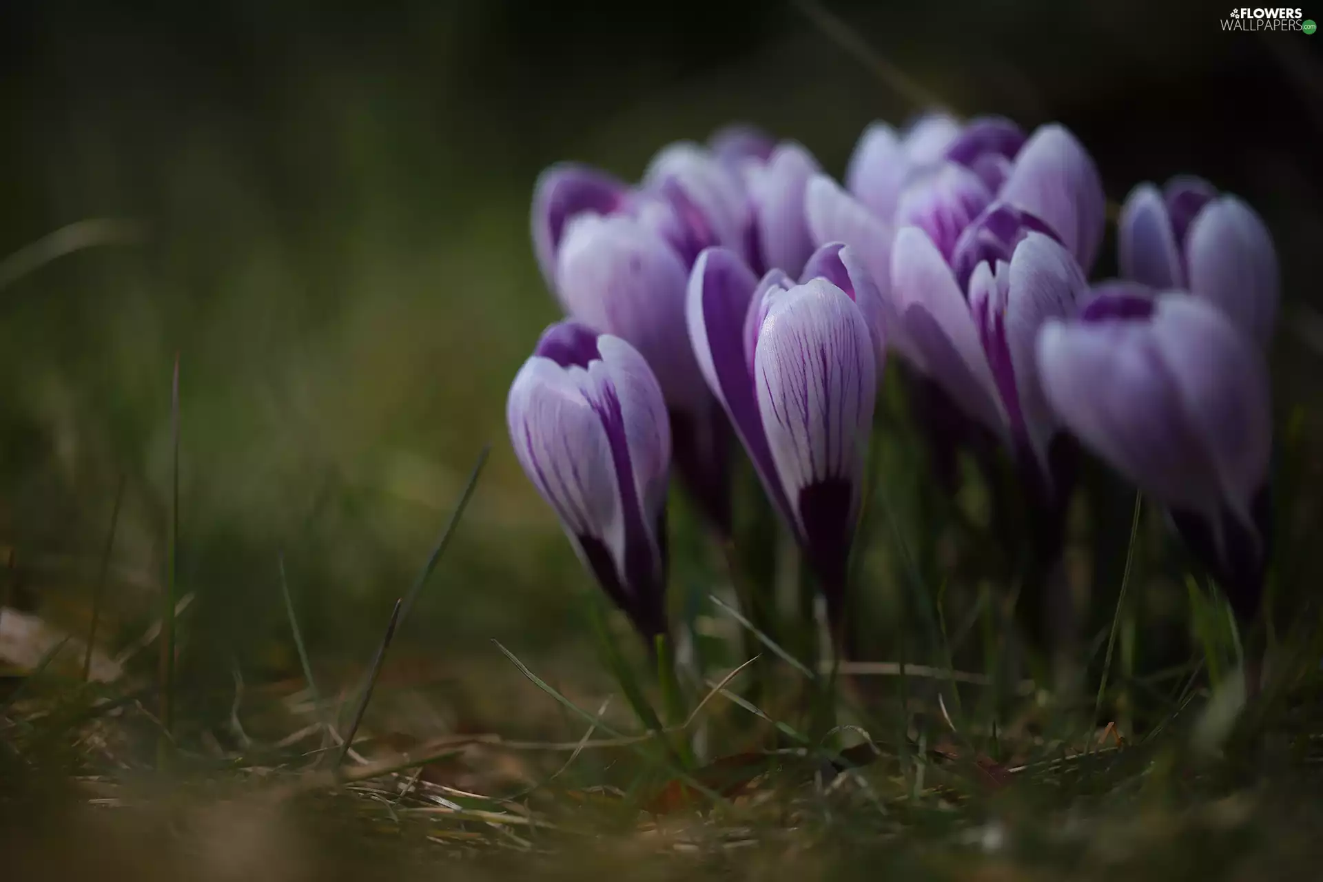 Flowers, cluster, purple, crocuses, Spring