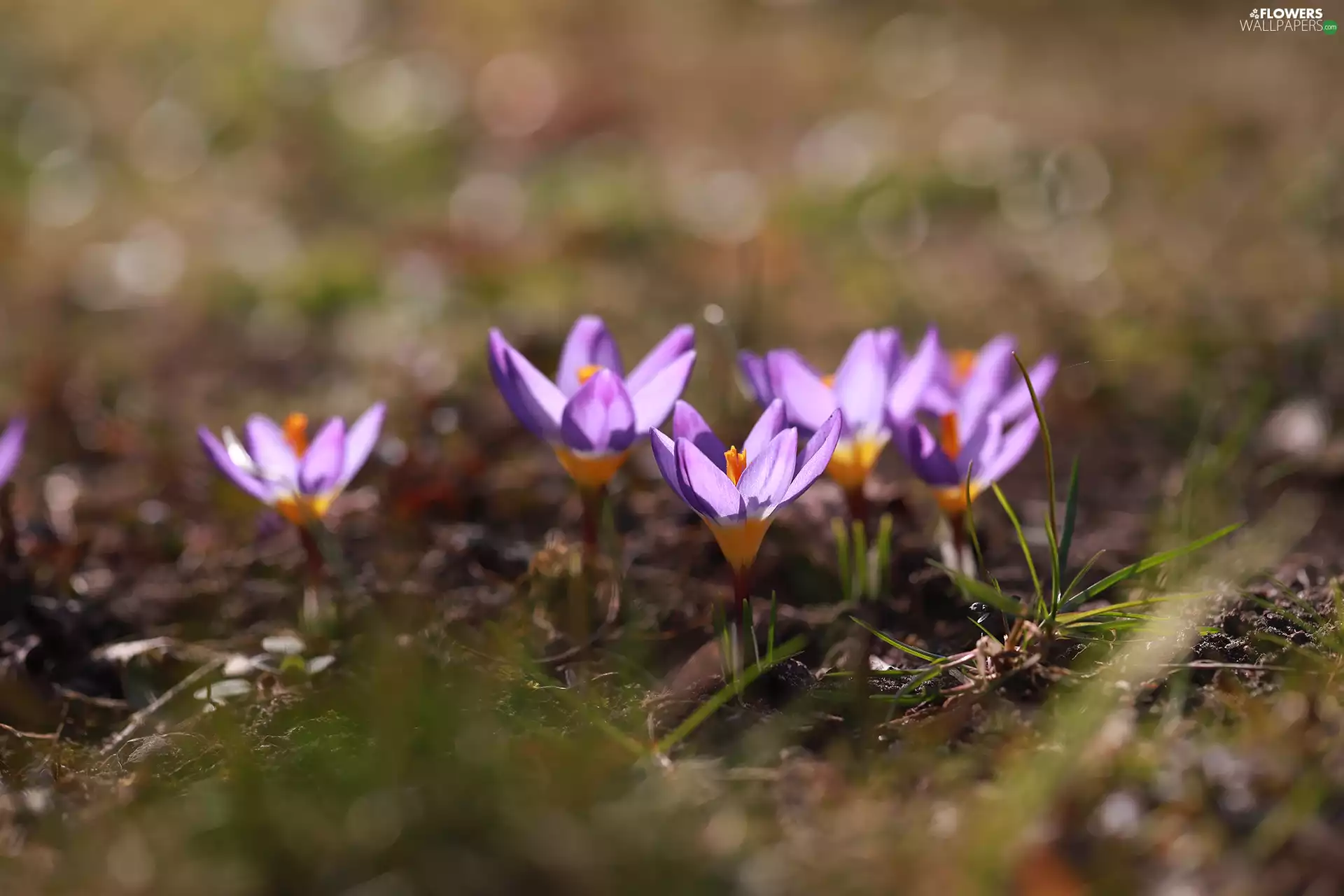 Flowers, cluster, rapprochement, purple, crocuses