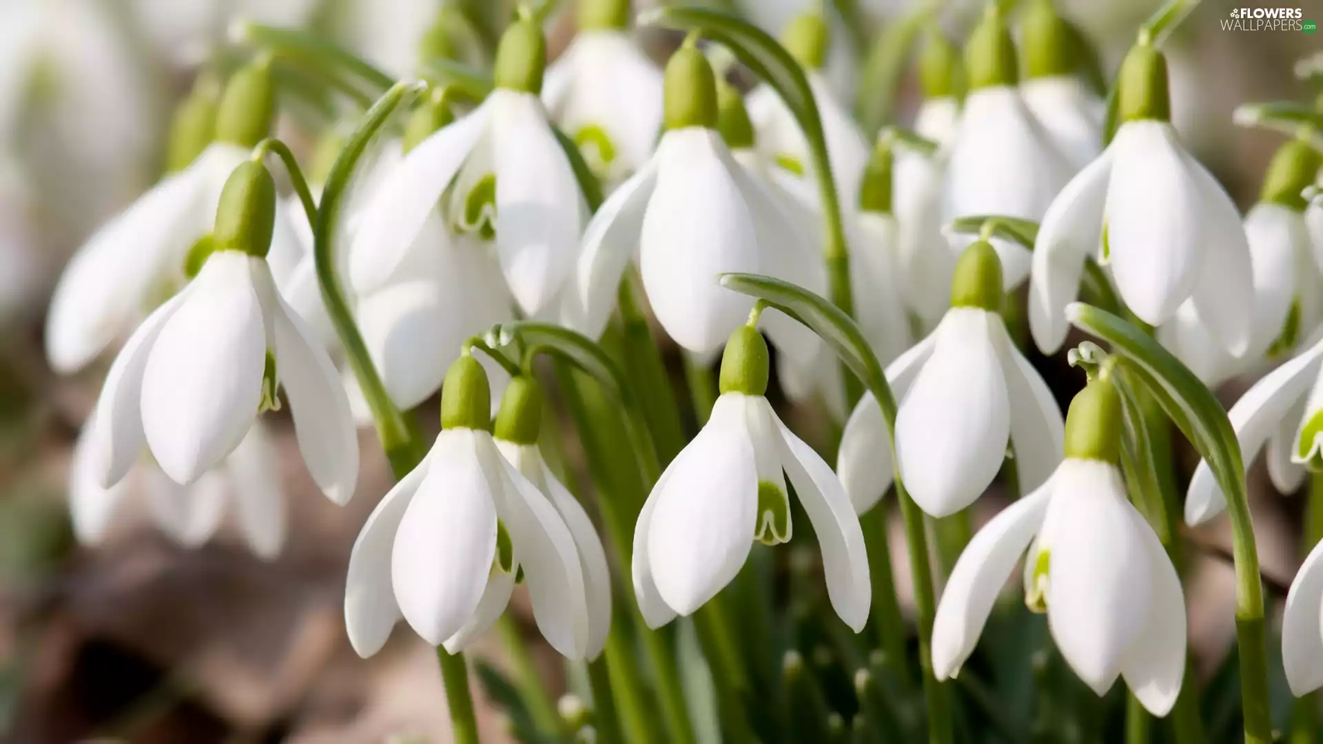 cluster, snowdrops