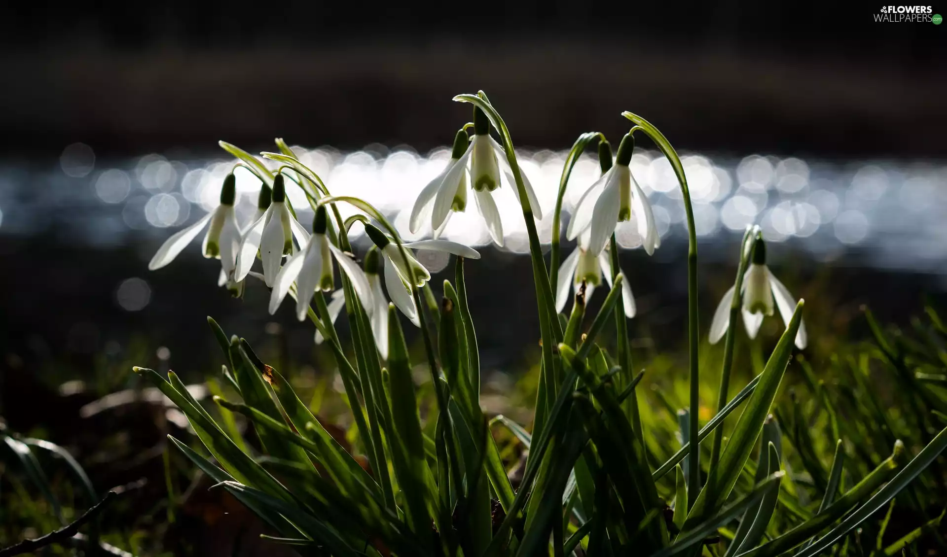 cluster, Flowers, snowdrops