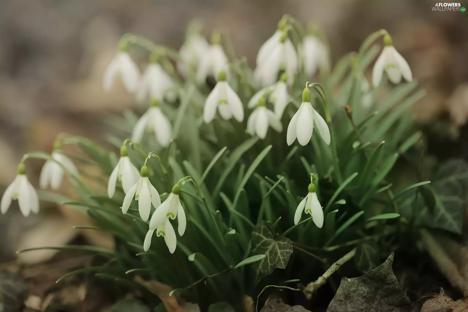 Flowers, cluster, snowdrops, White, inclined