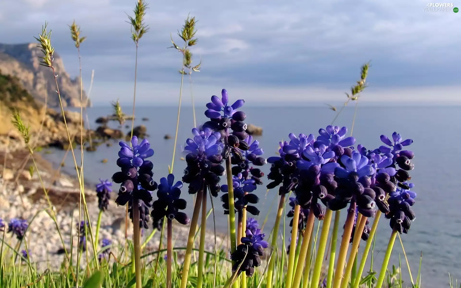 lake, coast, dry, grass, Muscari