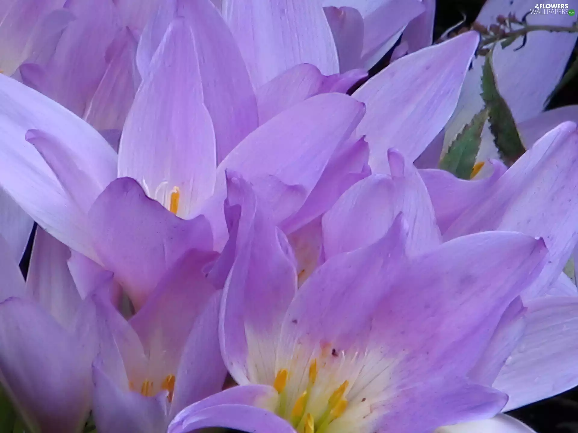 colchicum