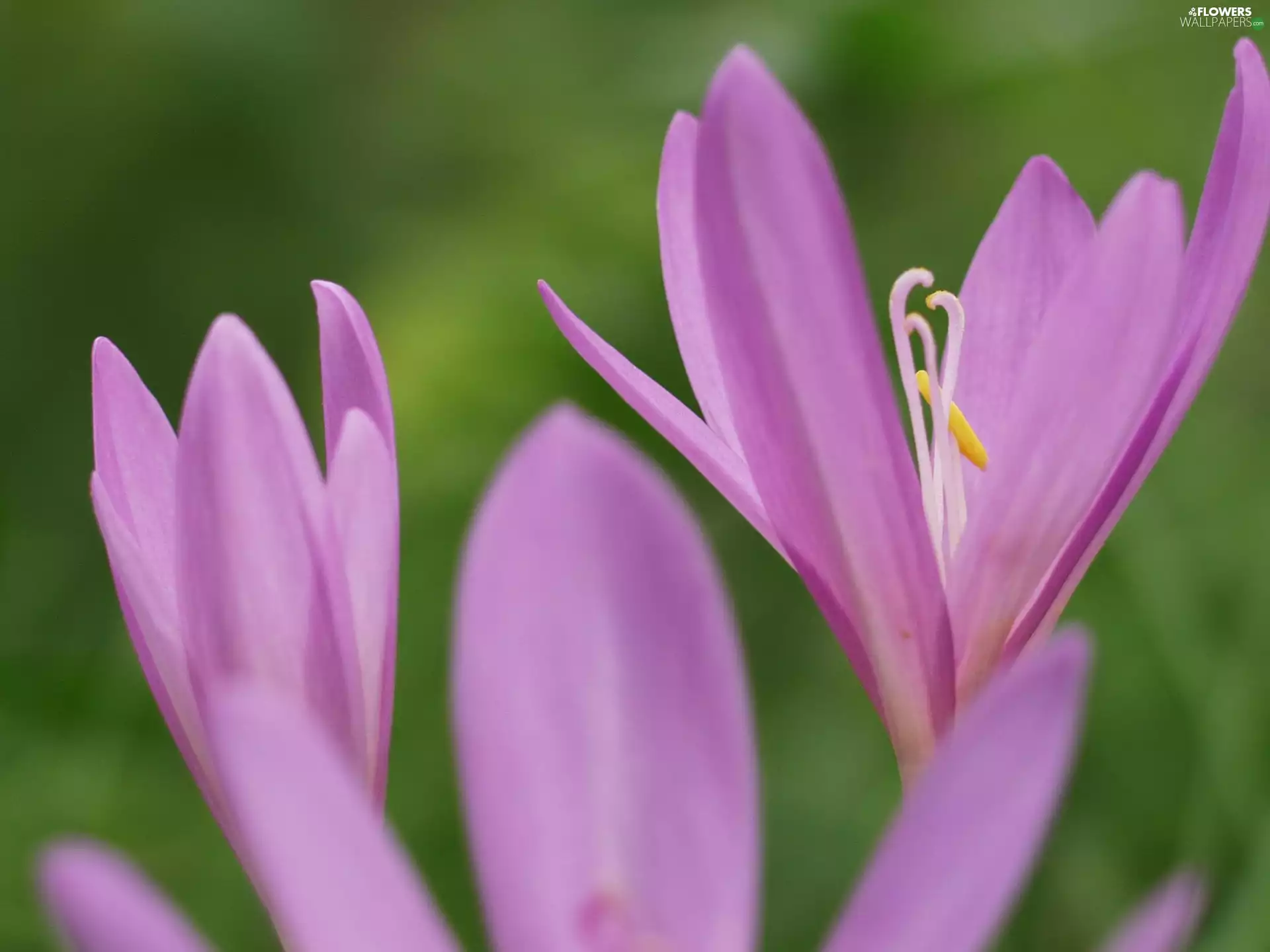 colchicum Autumn