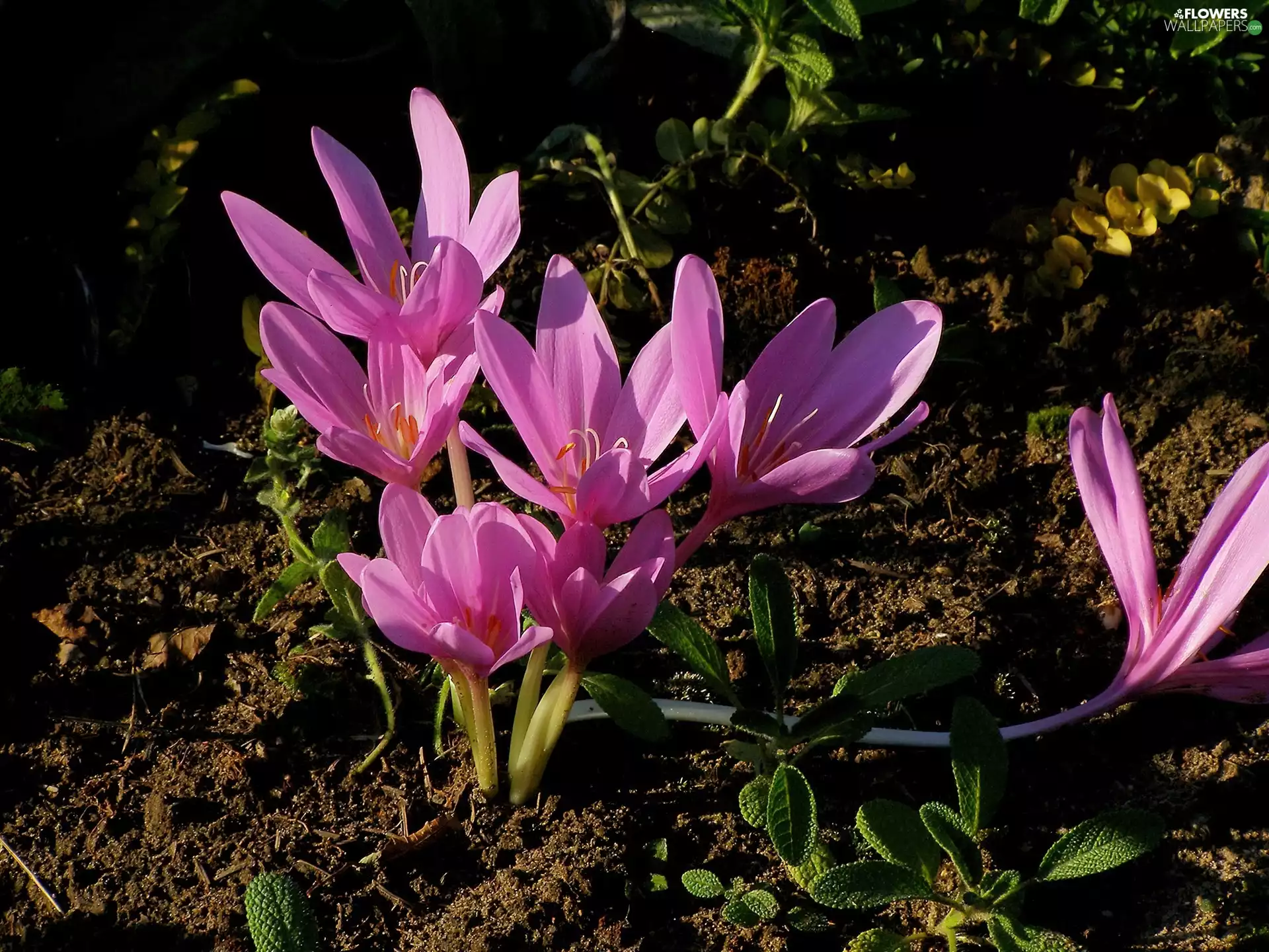 colchicum, land