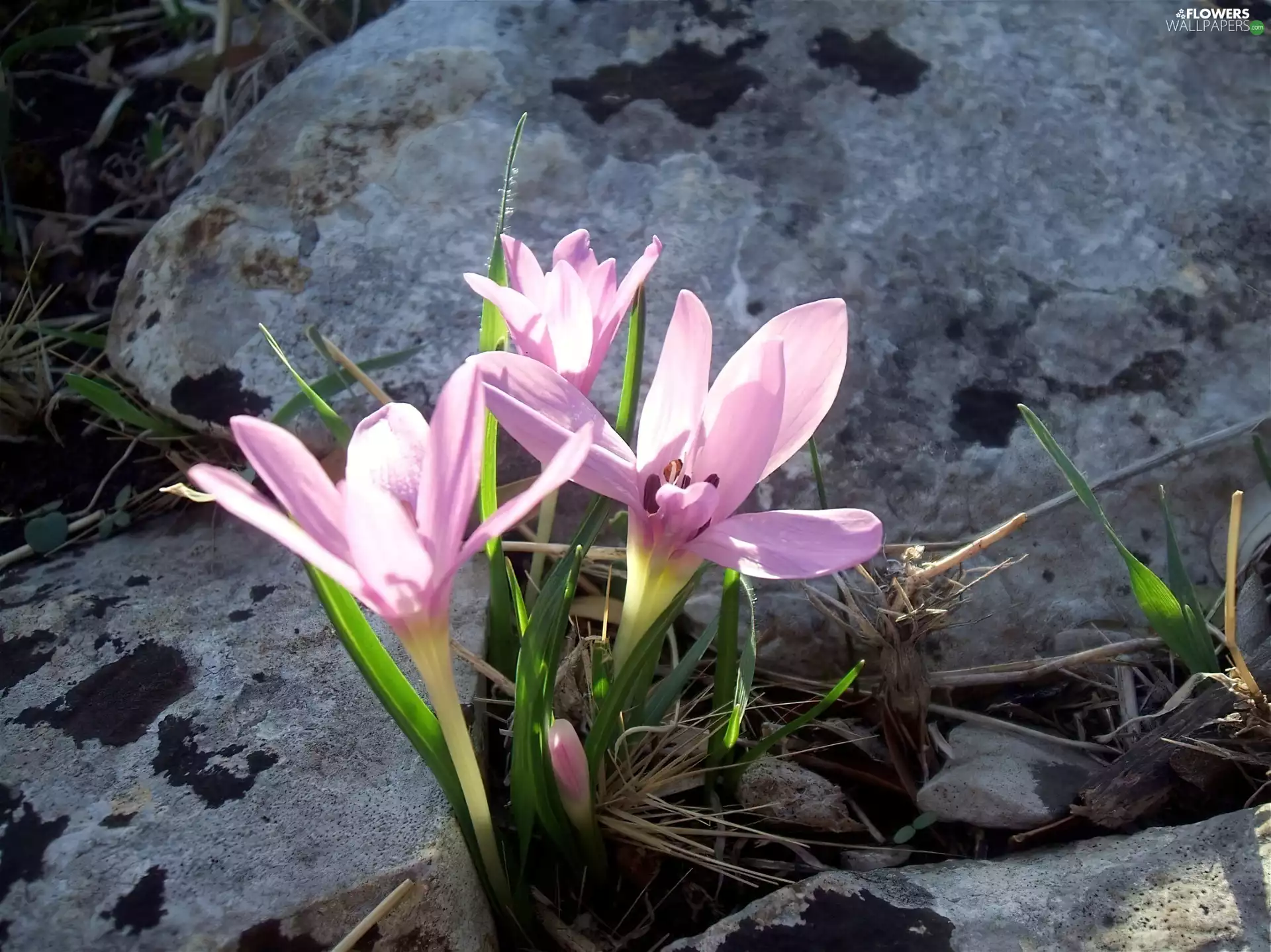 colchicum, Stones