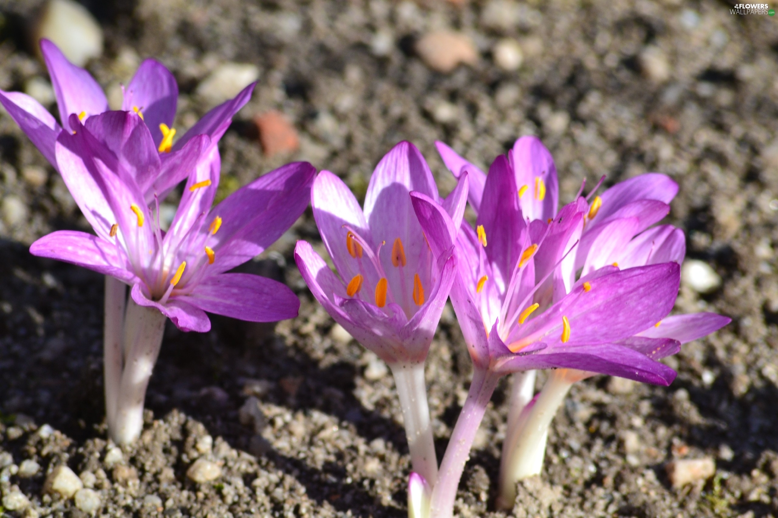 colchicum