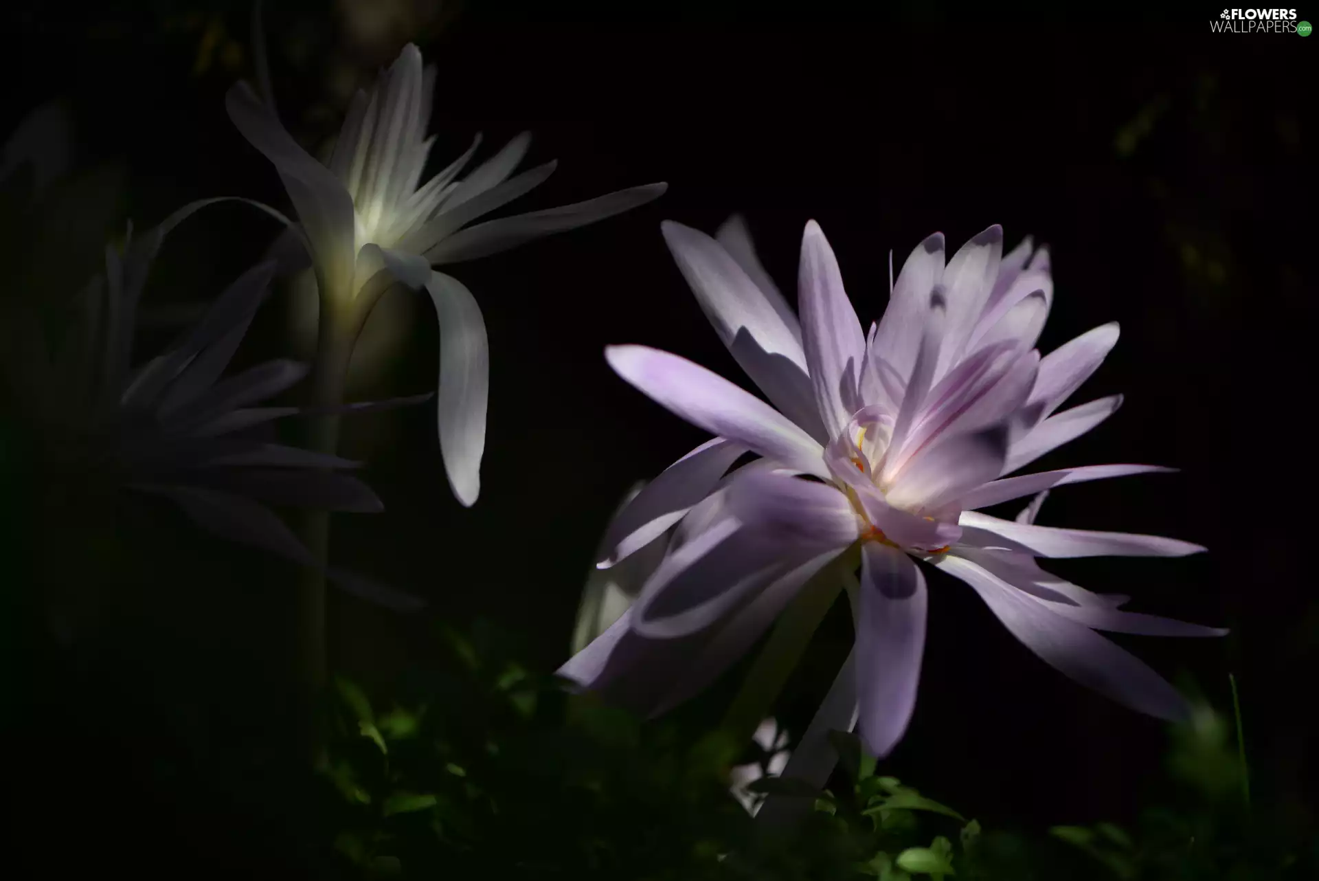 colchicums, Flowers, lilac