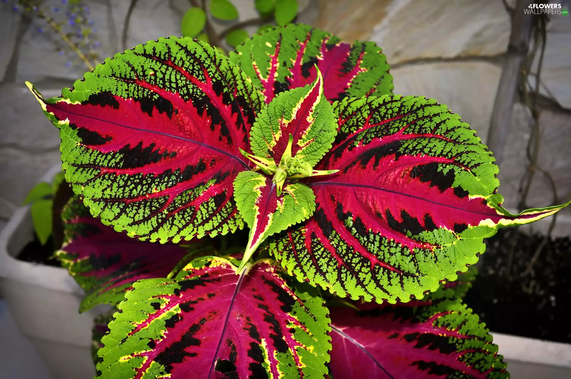Colourfull Flowers, colors, Coleus, pot