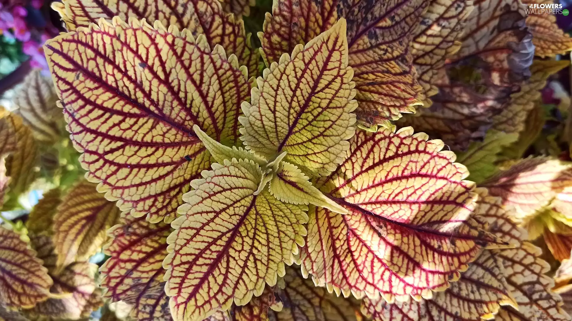 rapprochement, Colourfull Flowers, Coleus