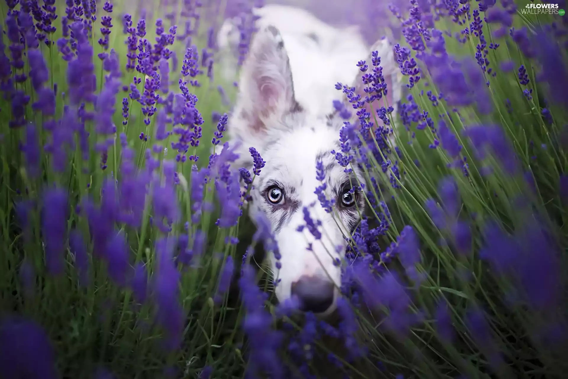 Border Collie, Narrow-Leaf Lavender