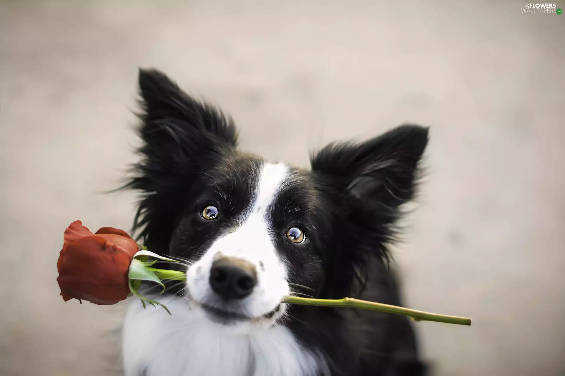 Border Collie, rose, Present, muzzle