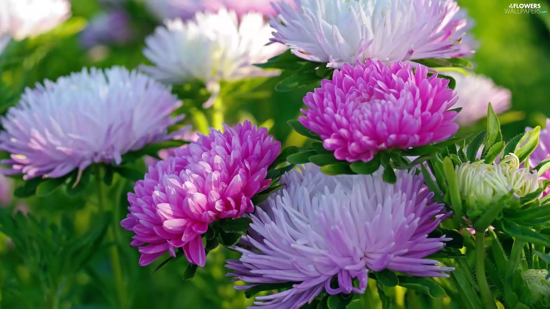 color, Flowers, Astra