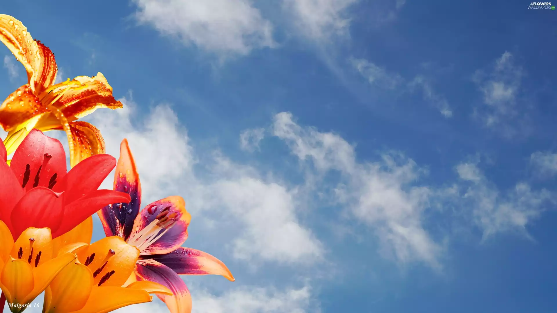 bouquet, lilies, Sky, color