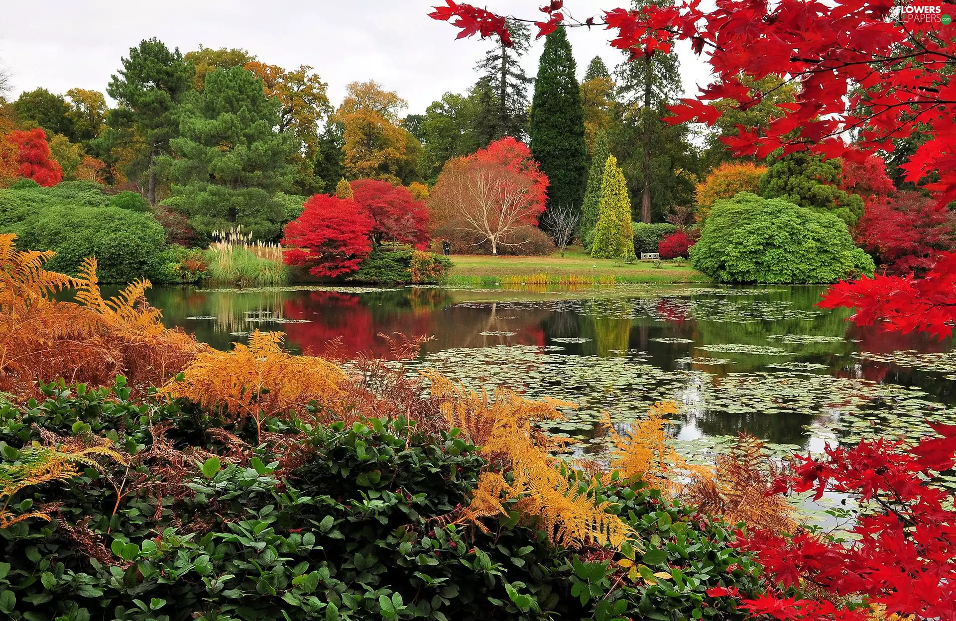 color, trees, autumn, viewes, fern, Pond - car, Park, Bush