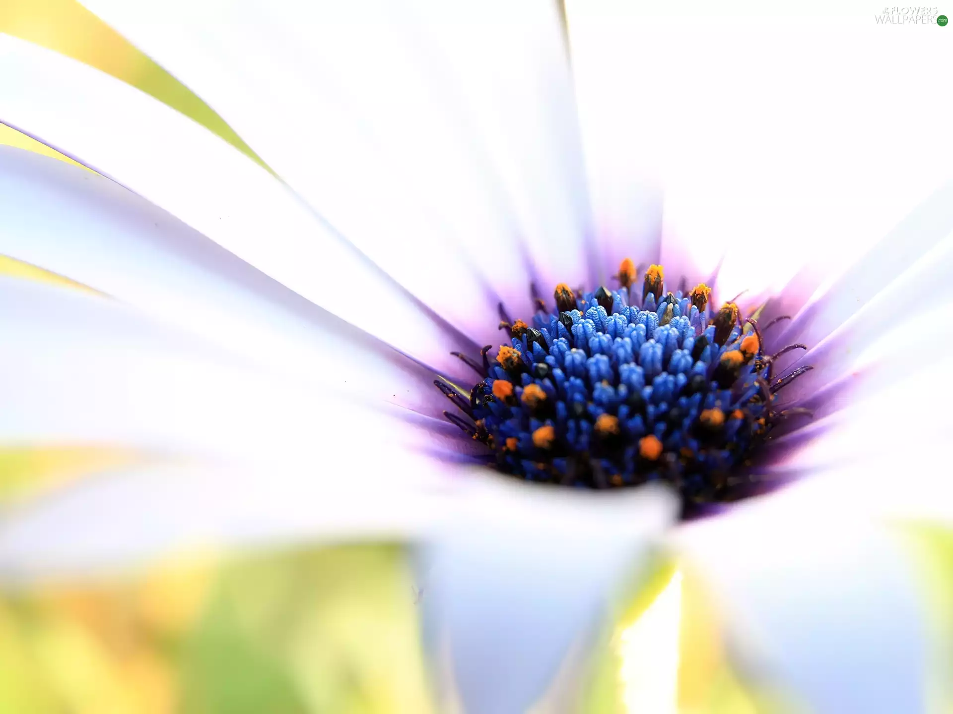 White, color, Centre, Colourfull Flowers