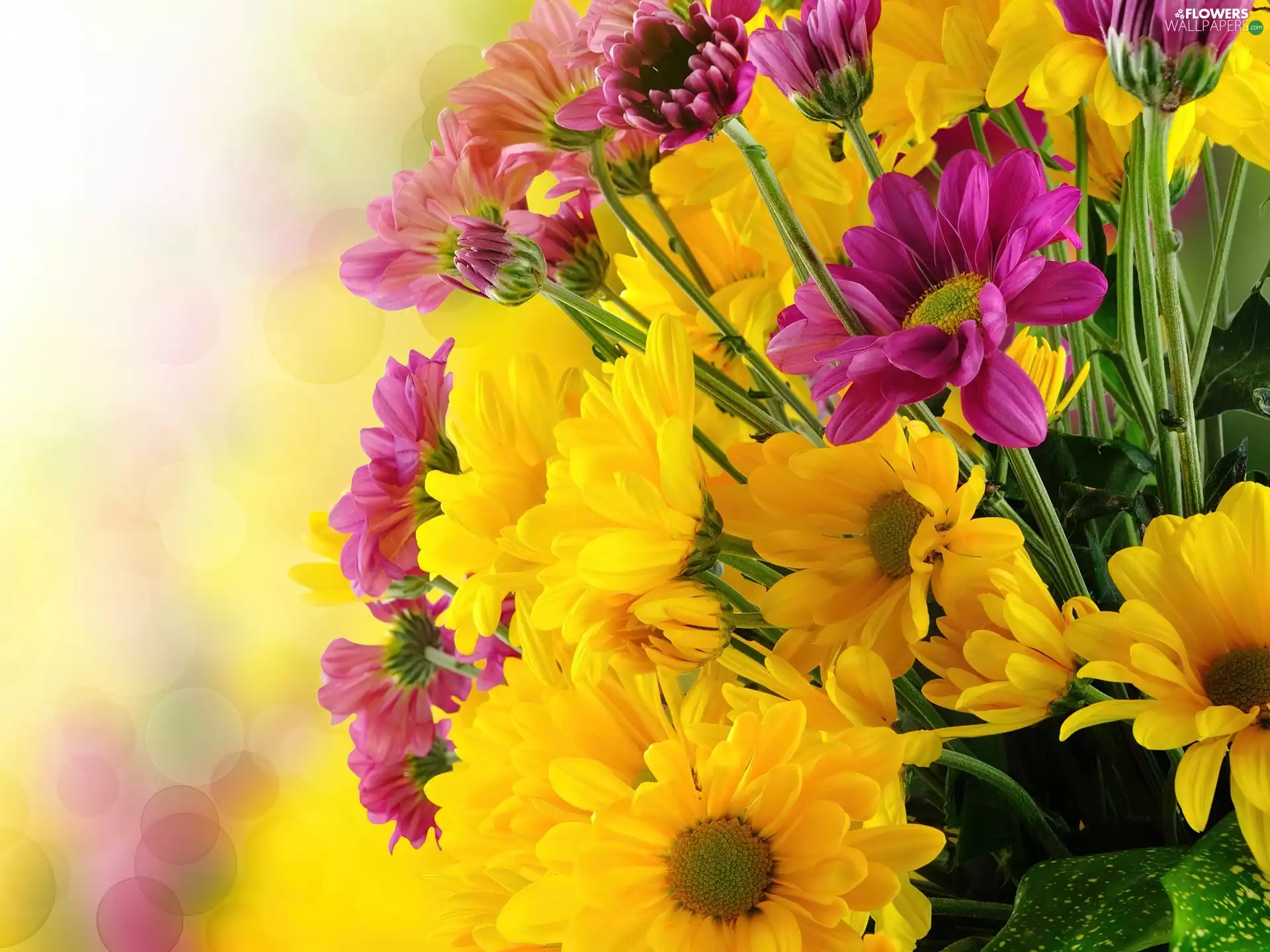 color, chrysanthemums