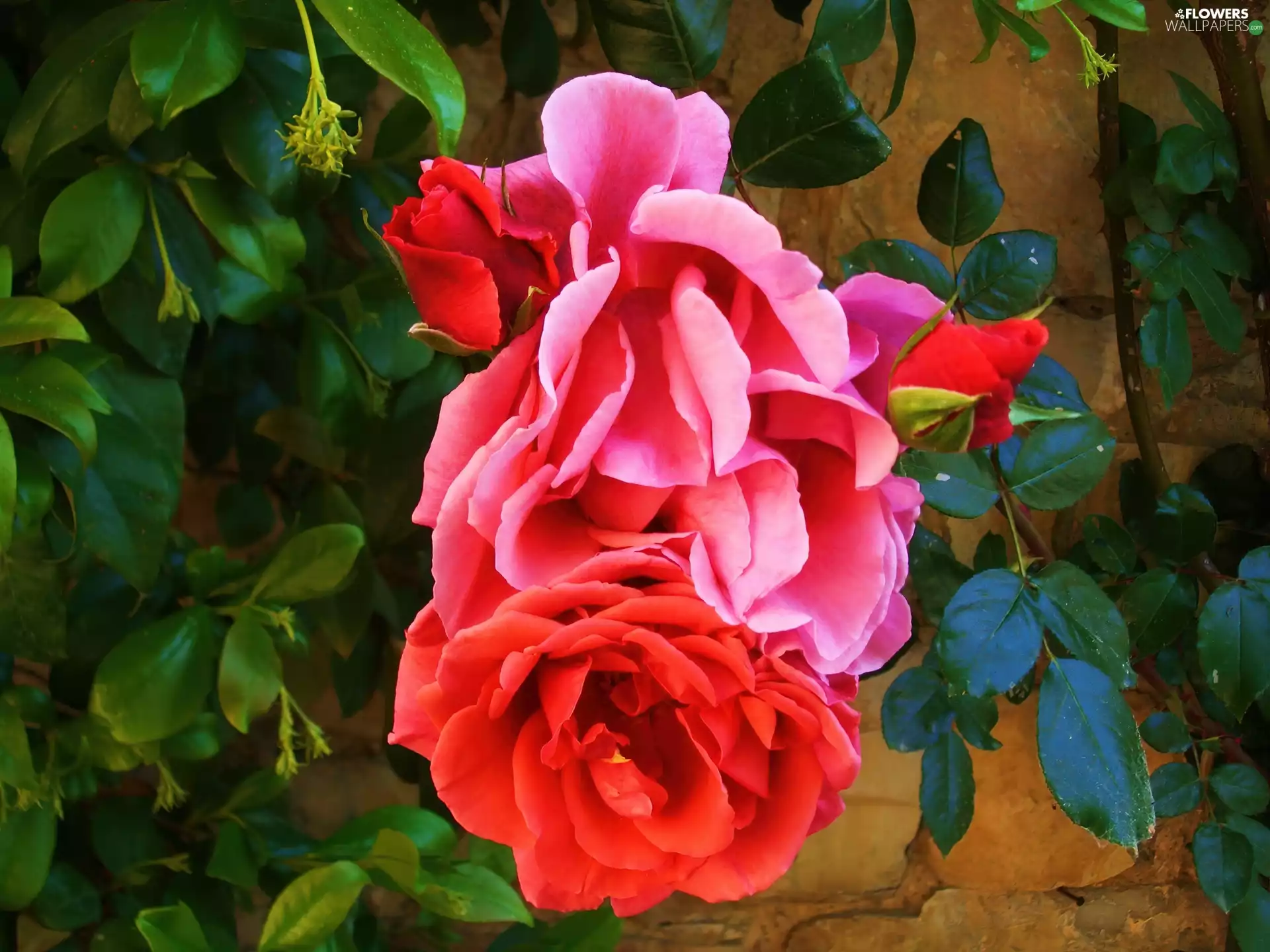 Climbing, roses, wall, color