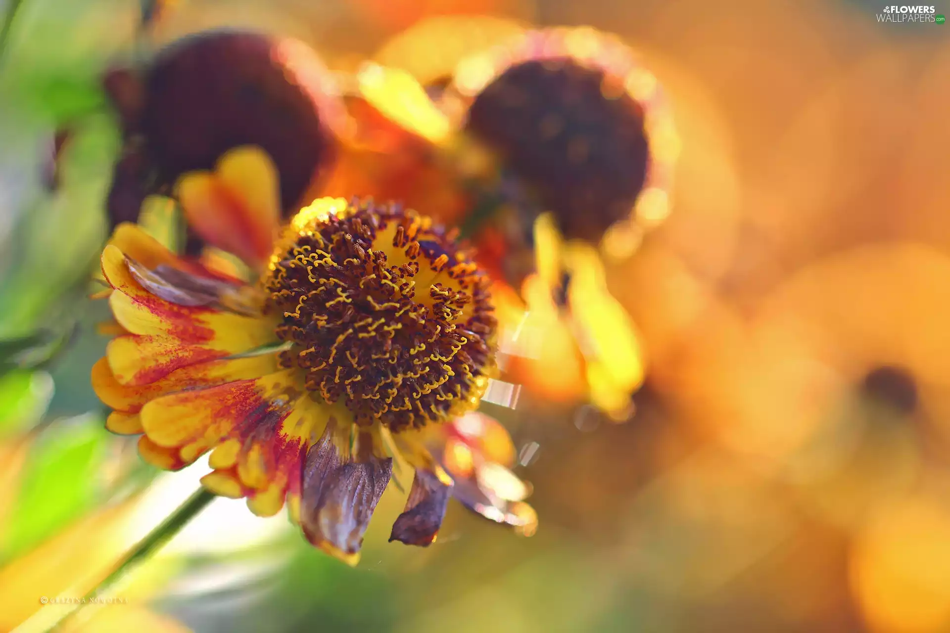 Colourfull Flowers, Helenium, color