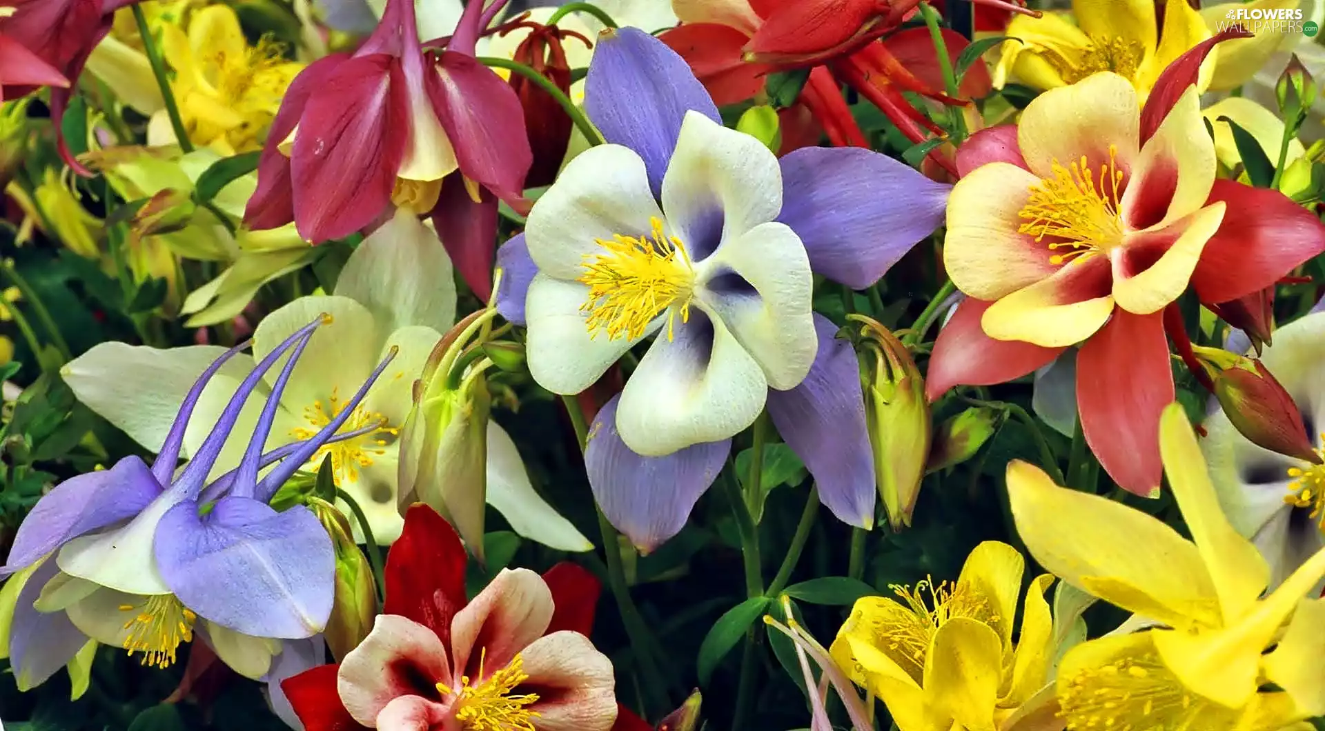 color, Columbines