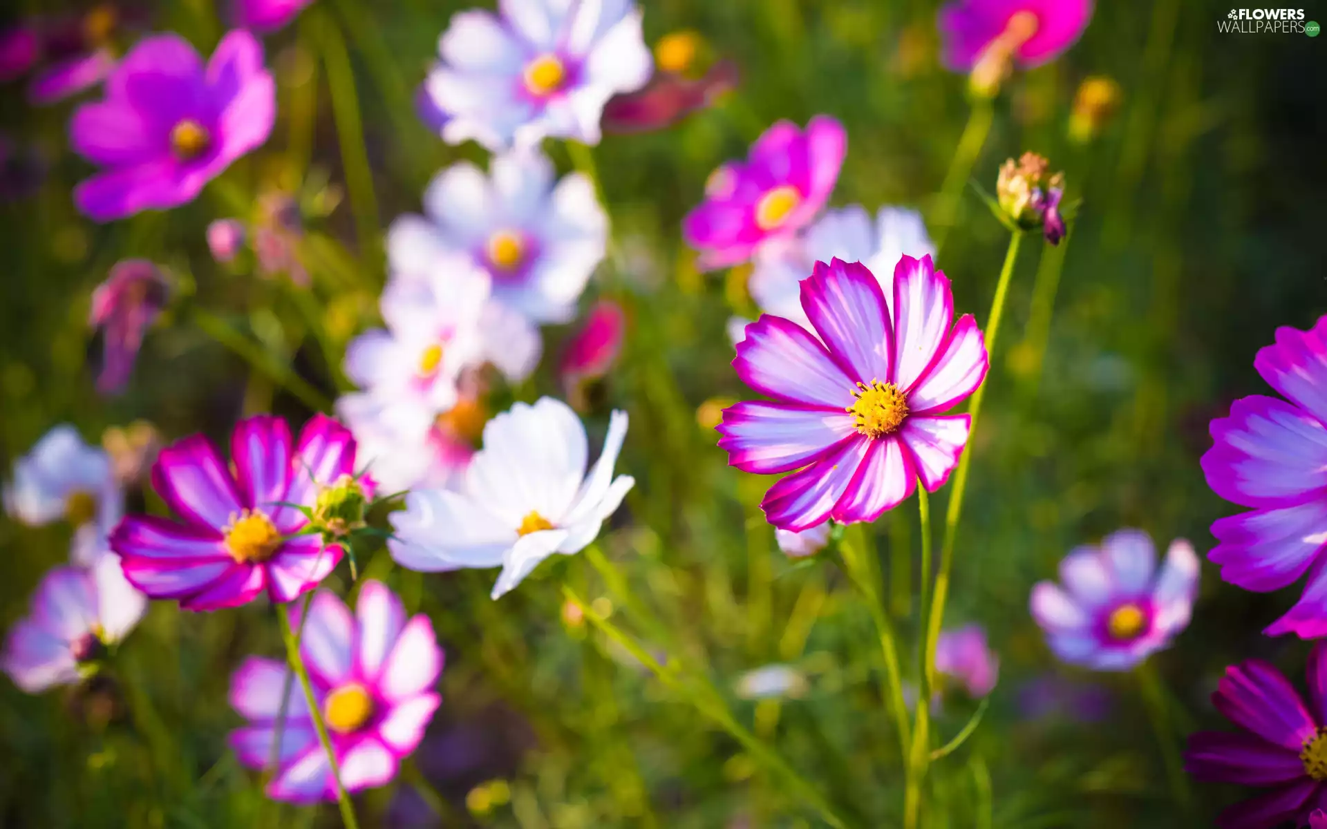Cosmos, Flowers, Meadow, color