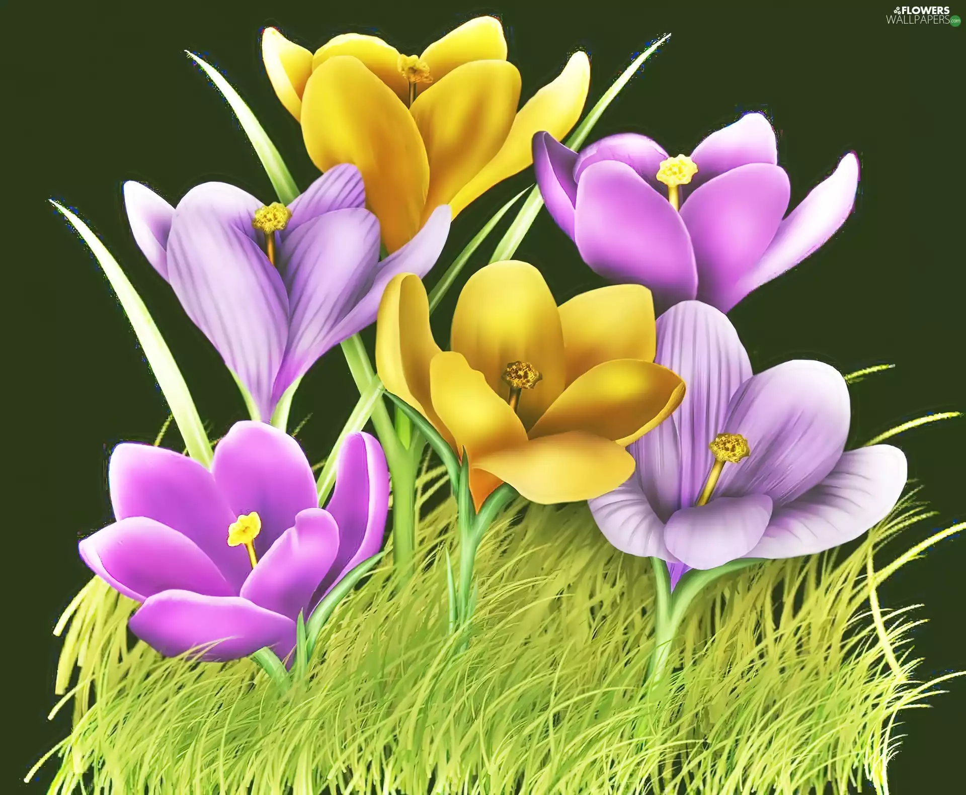 color, crocuses