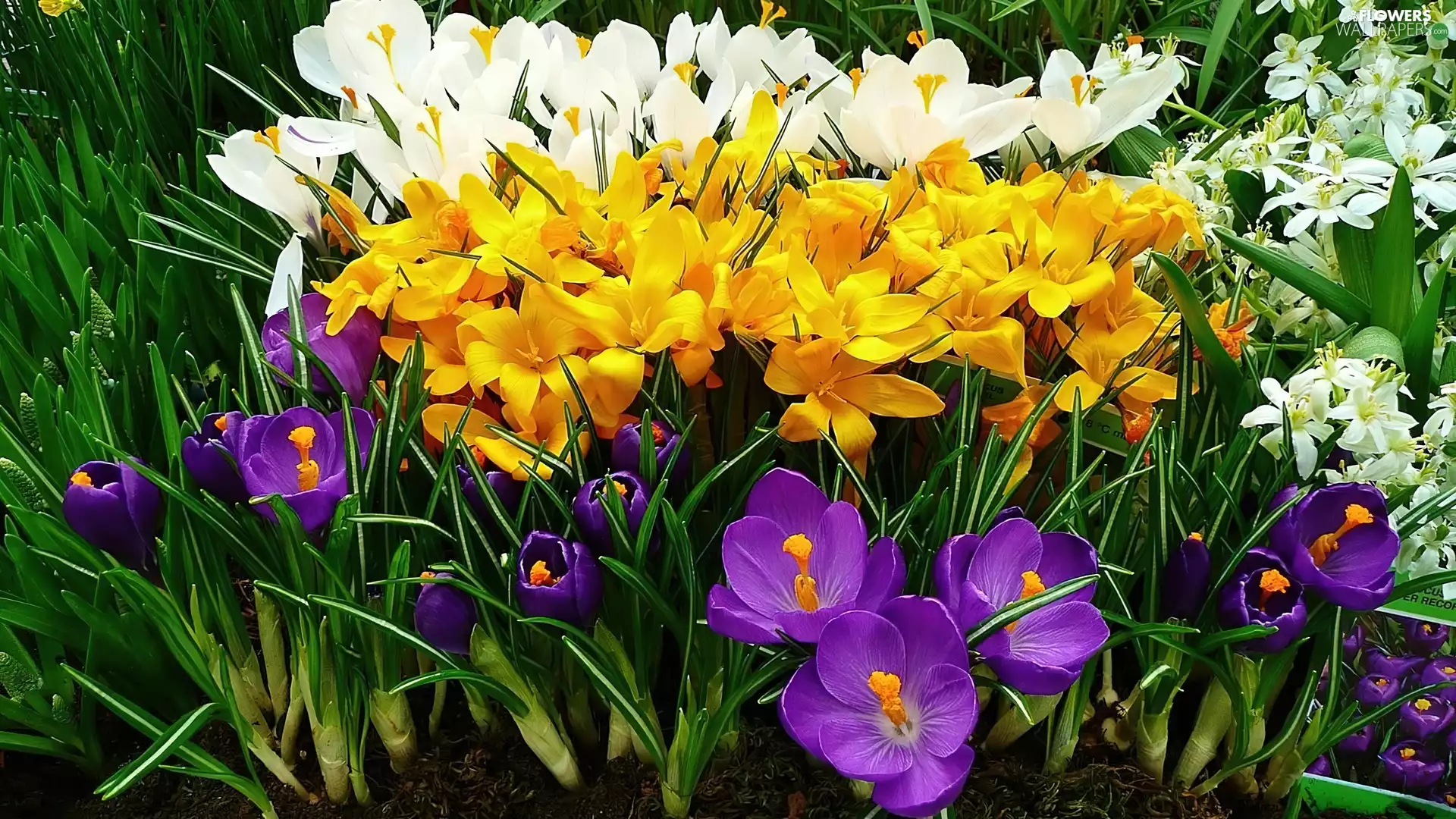 color, crocuses
