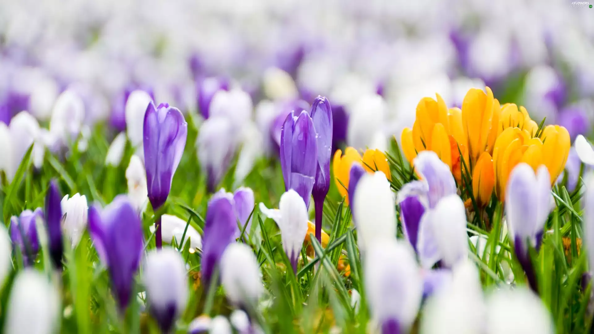 crocuses, color