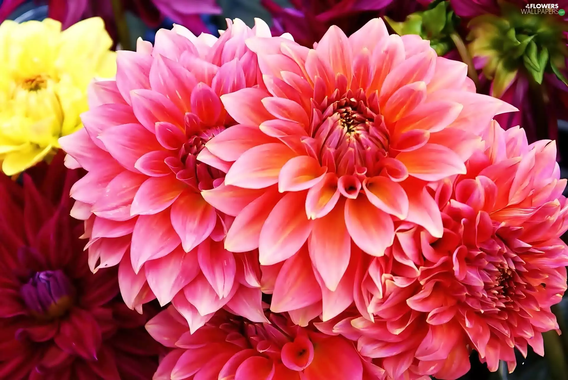 color, dahlias
