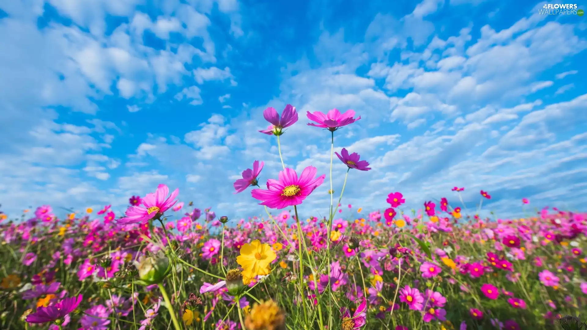 Field, Flowers, Cosmos, color
