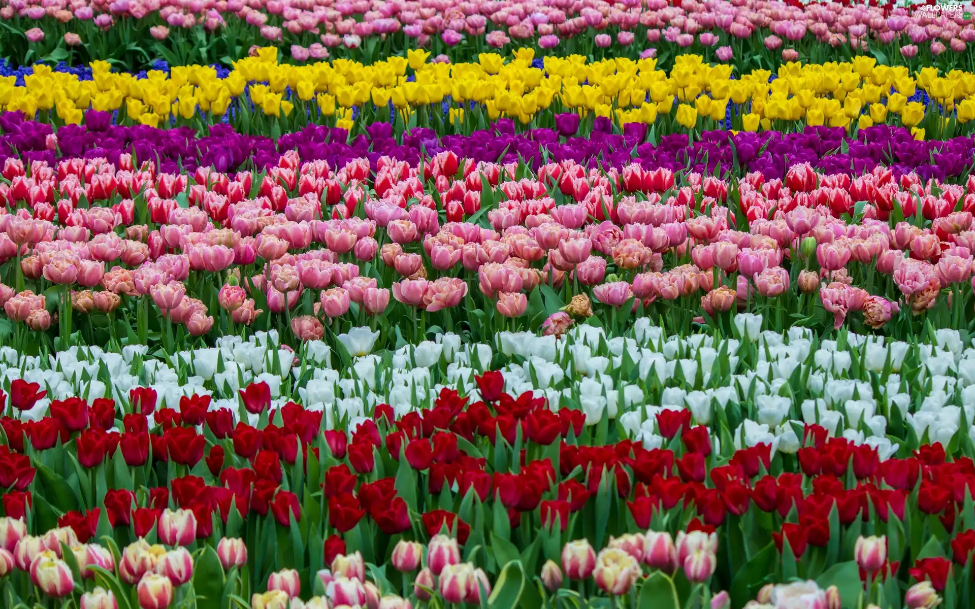 Field, Tulips, Flowers, color