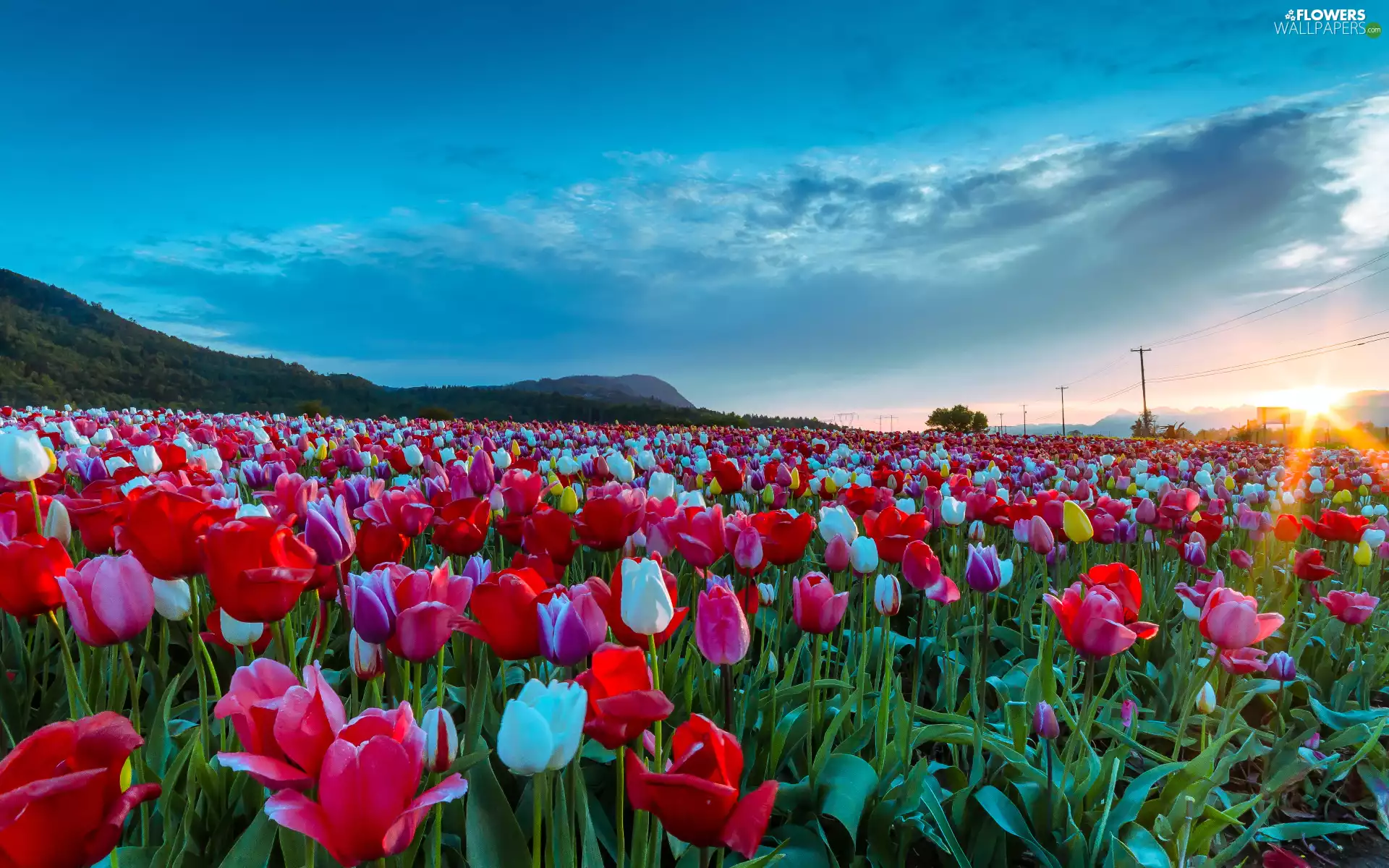 Field, Tulips, Sunrise, color