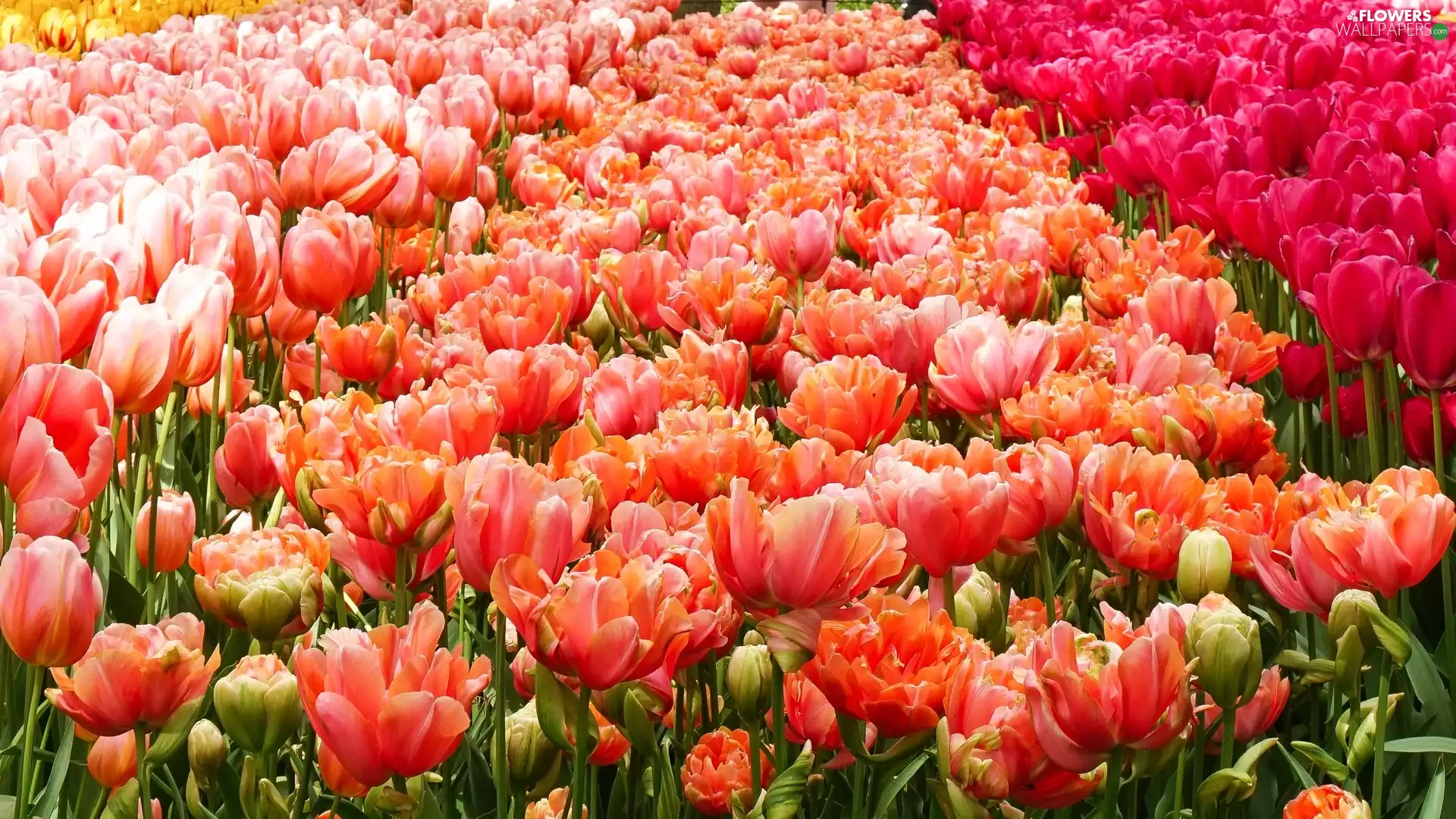 Field, blooming, Tulips, color