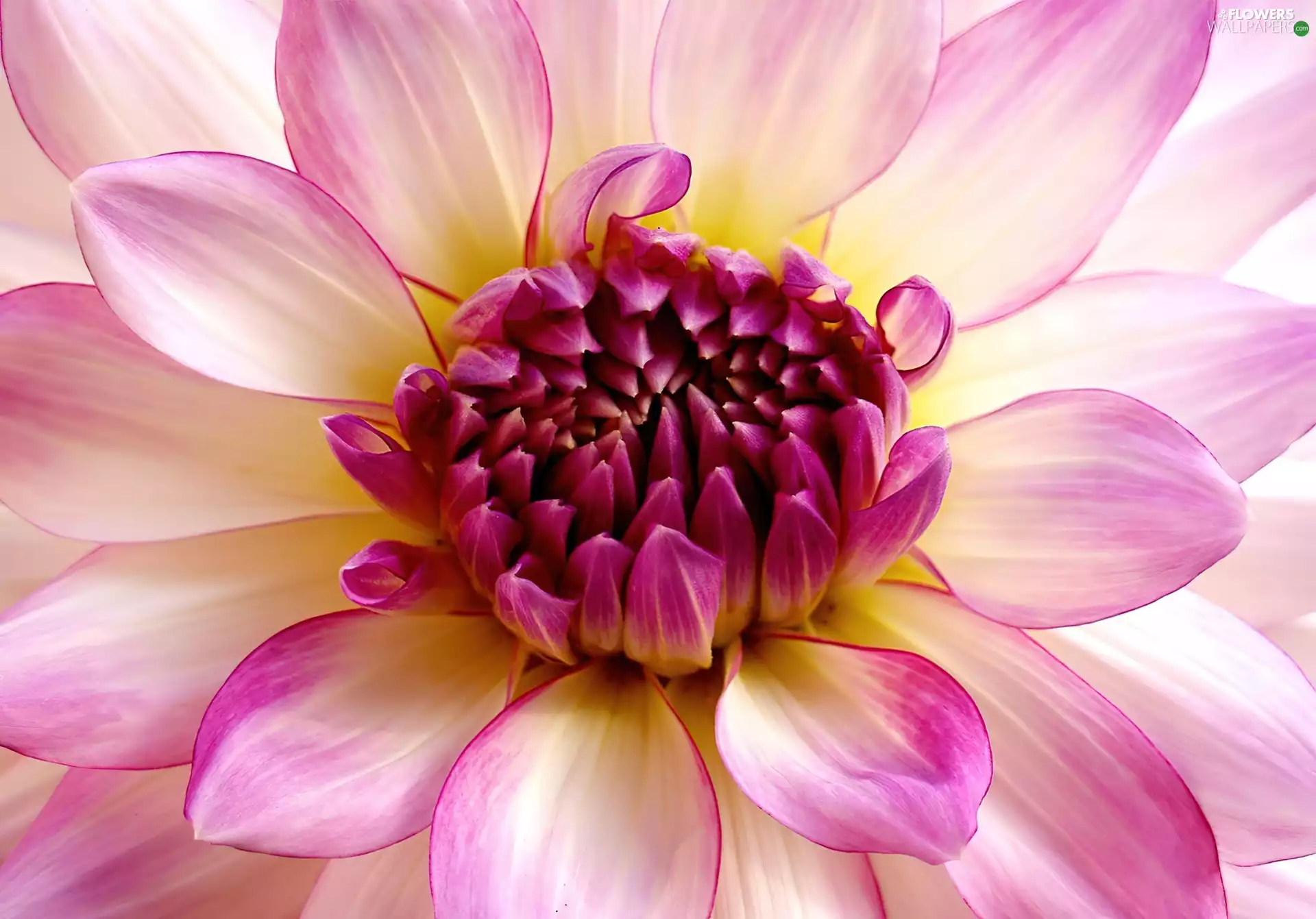 flakes, Colourfull Flowers, color