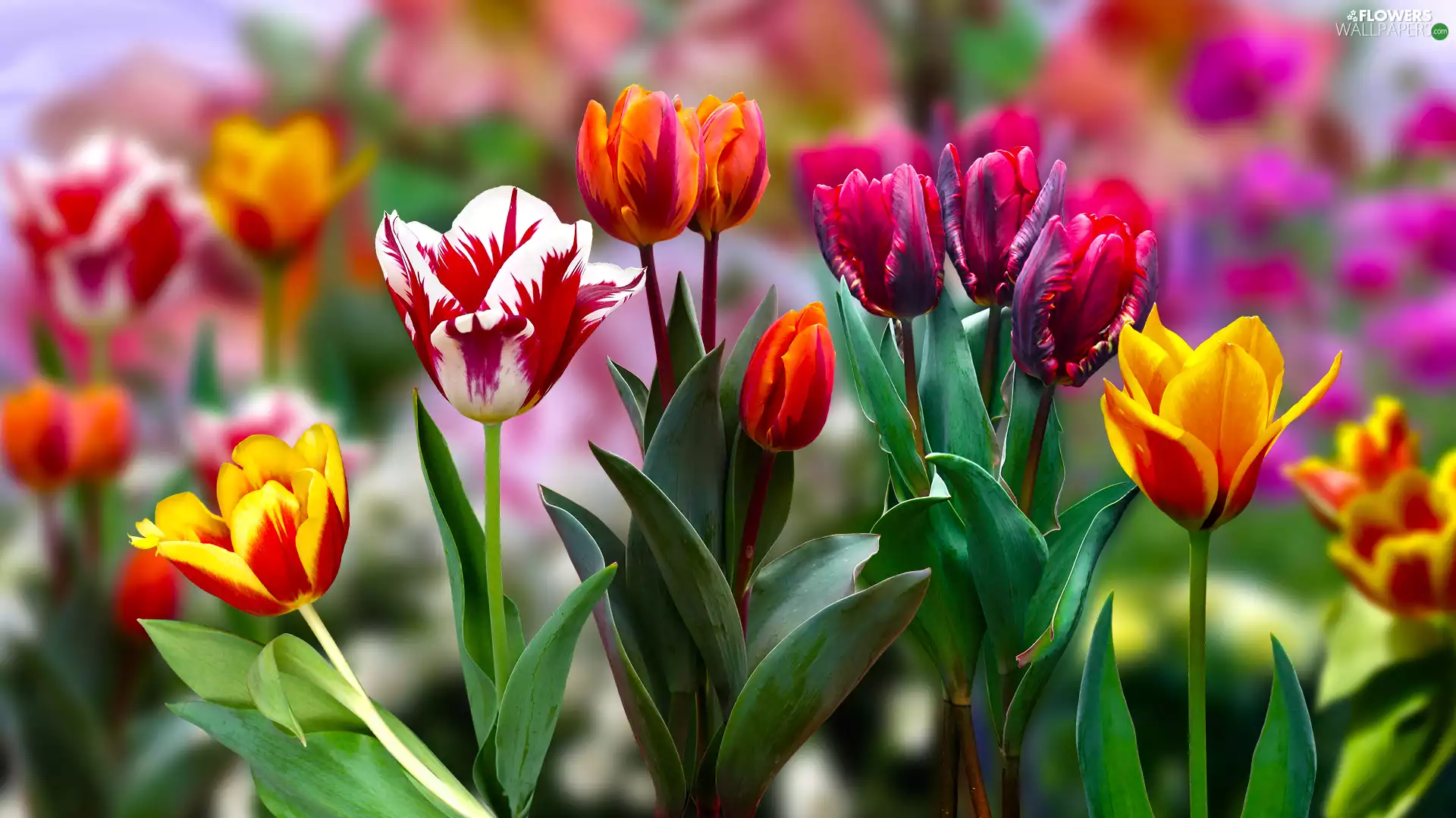 Flowers, Tulips, 2D, color