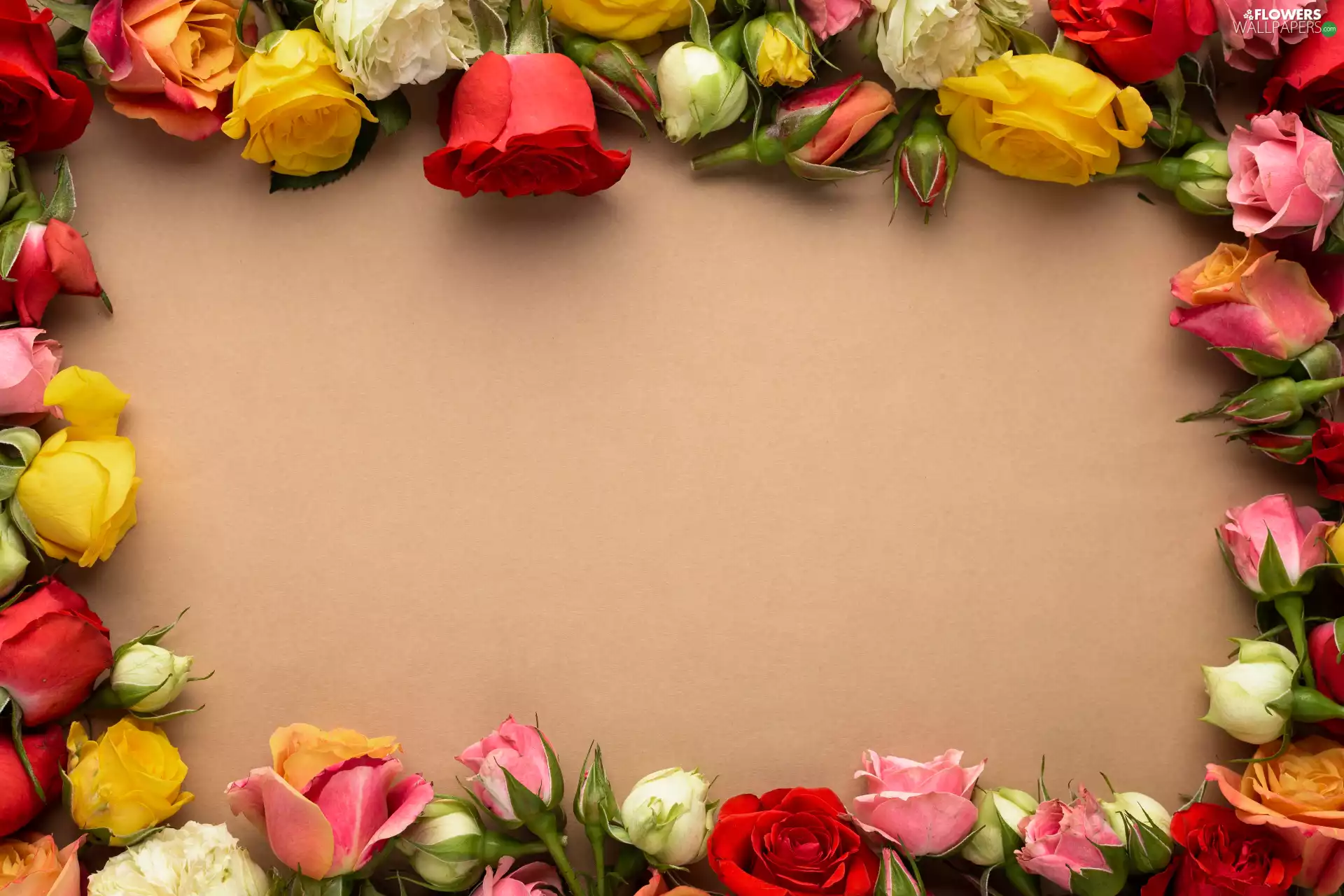 Flowers, roses, background, color