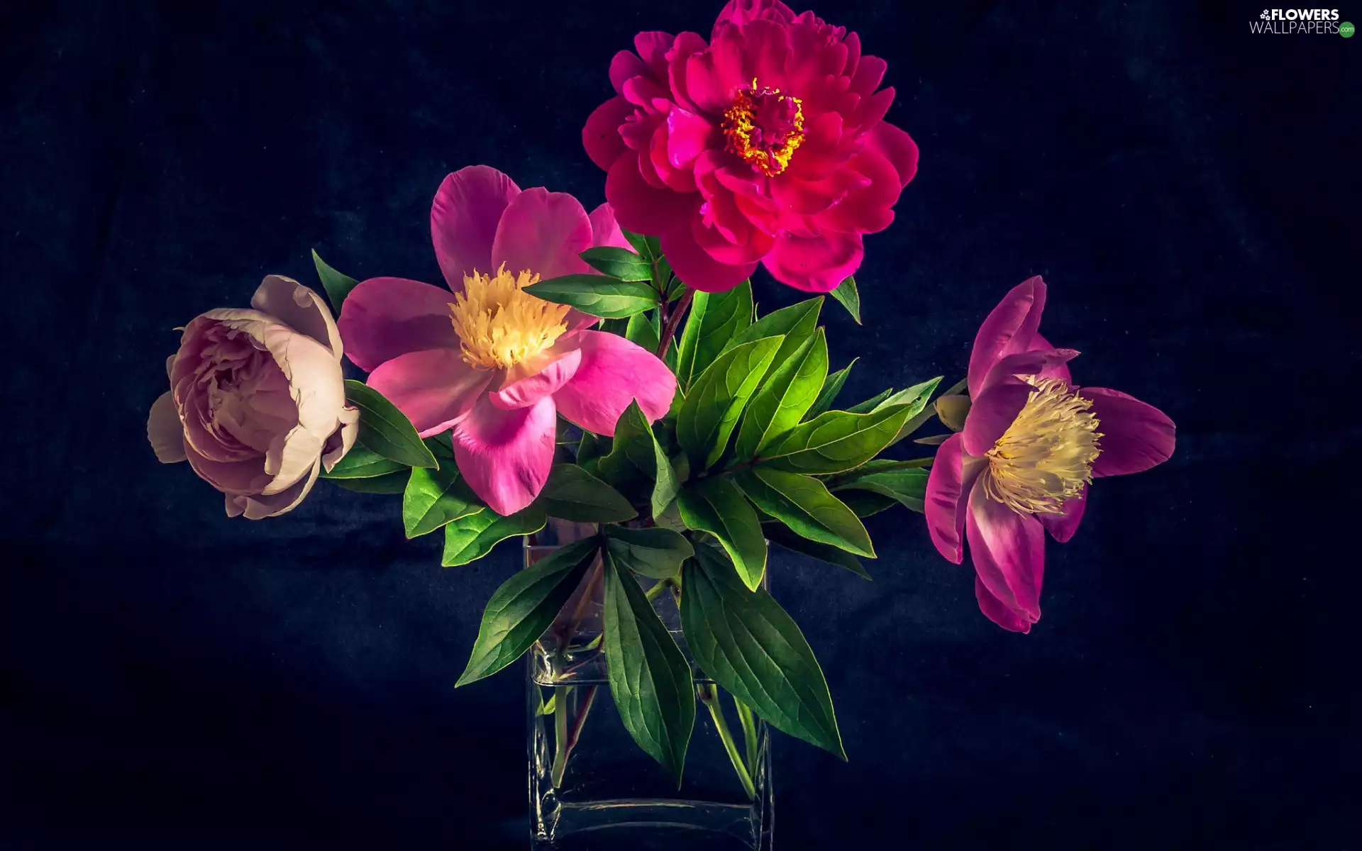 Vase, Dark Background, color, Peonies, Flowers