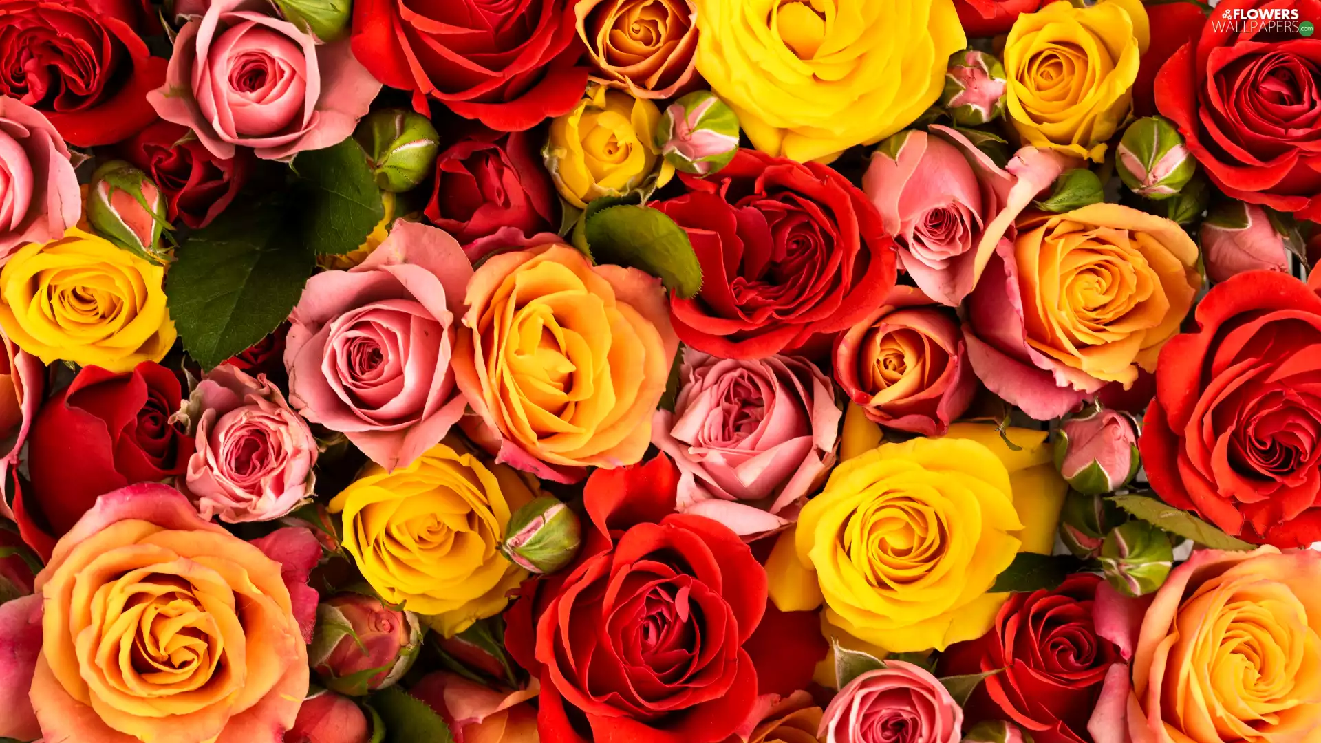 Flowers, roses, Buds, color