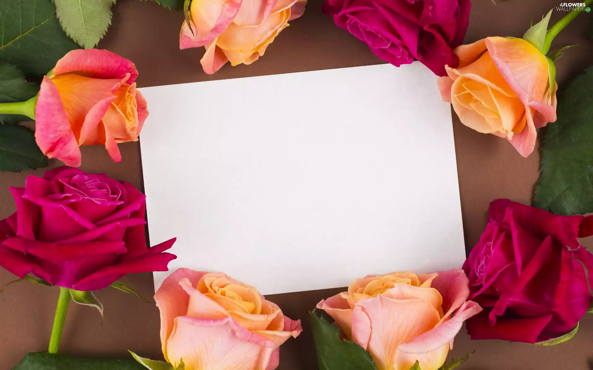 Flowers, roses, card, color