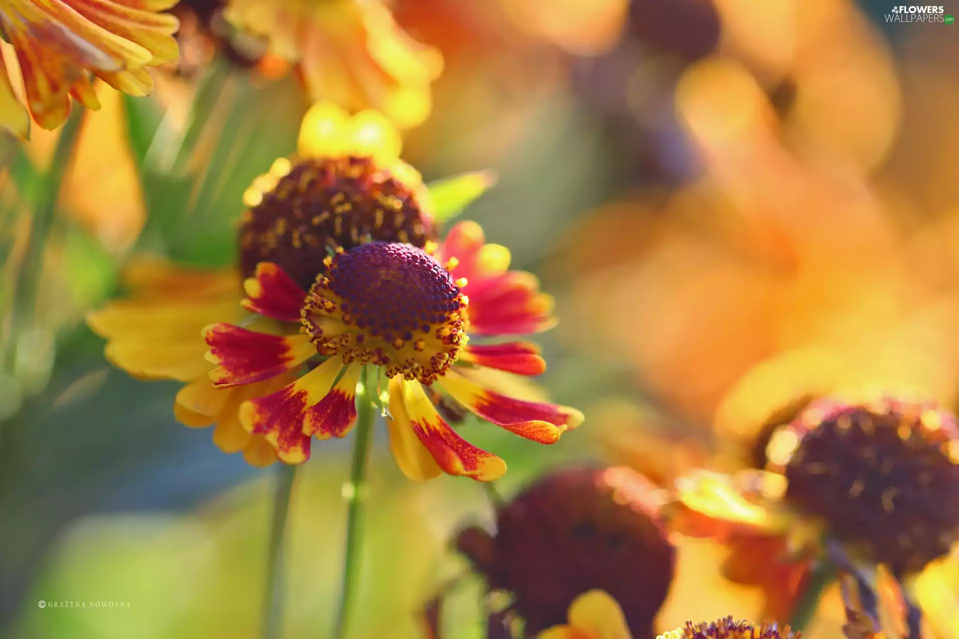 Colourfull Flowers, Helenium, color